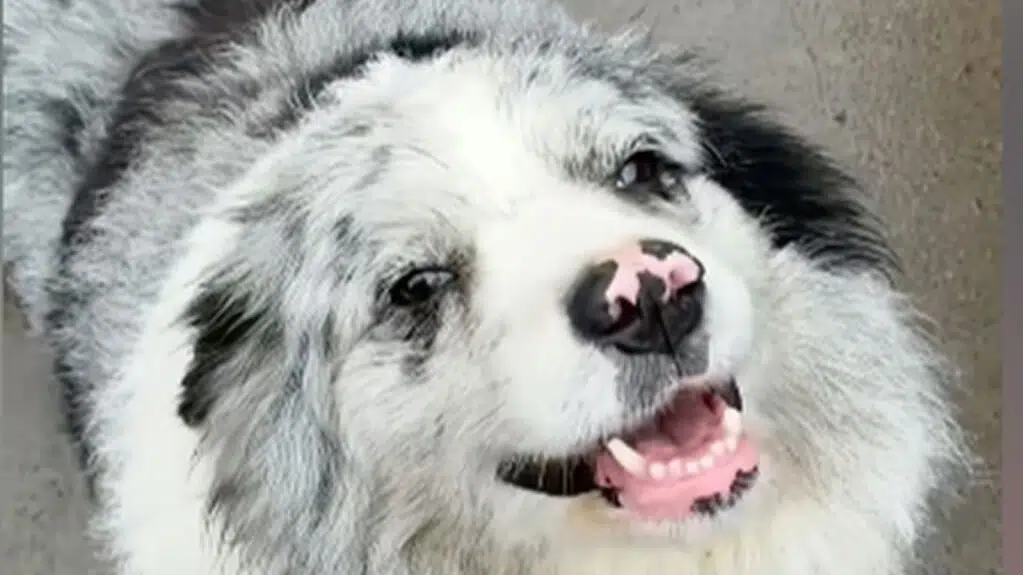 Tragedie for berømt hund: Bortført og serveret på restaurant