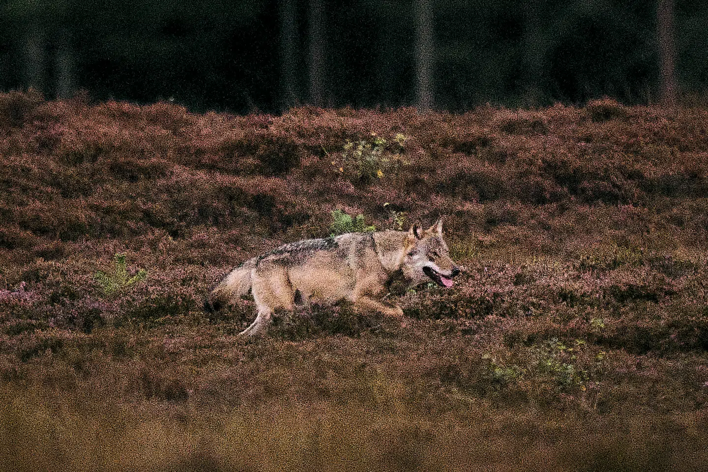 Ulven er blevet spottet i nærheden af Rebild Bakker, og derfor opsætter man nu et hegn, som skal beskytte de får, der græsser i bakkerne. (Arkivfoto, billedet er ikke fra Rebild Bakker).