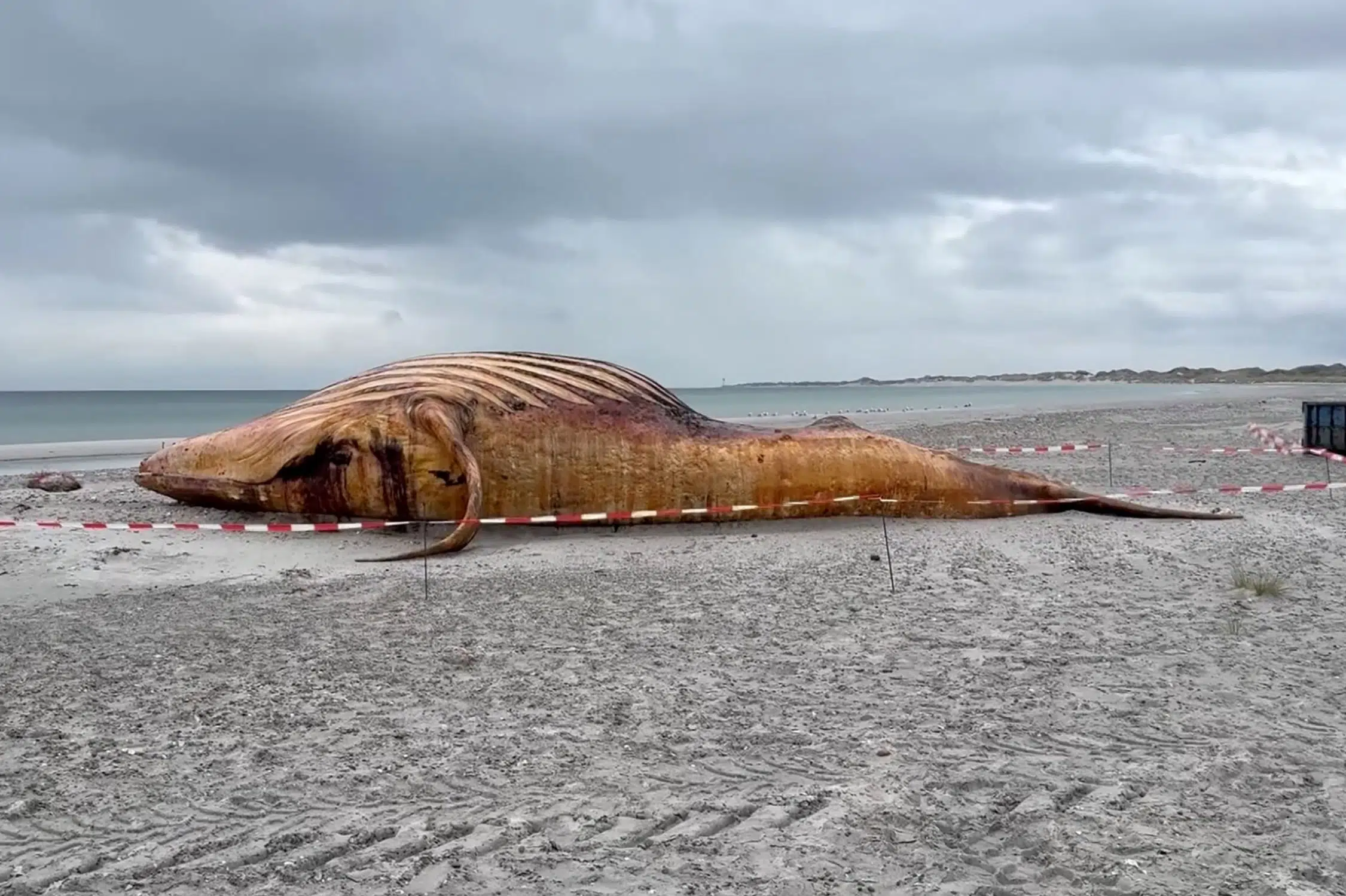 Rescued Whale Likely Died Within Five Days of Release