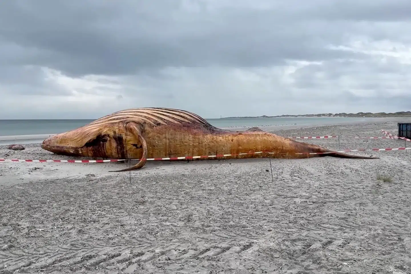 Timmy ligger på stranden på Anholt 4. juni, flere uger efter at den døde. (Arkivfoto).