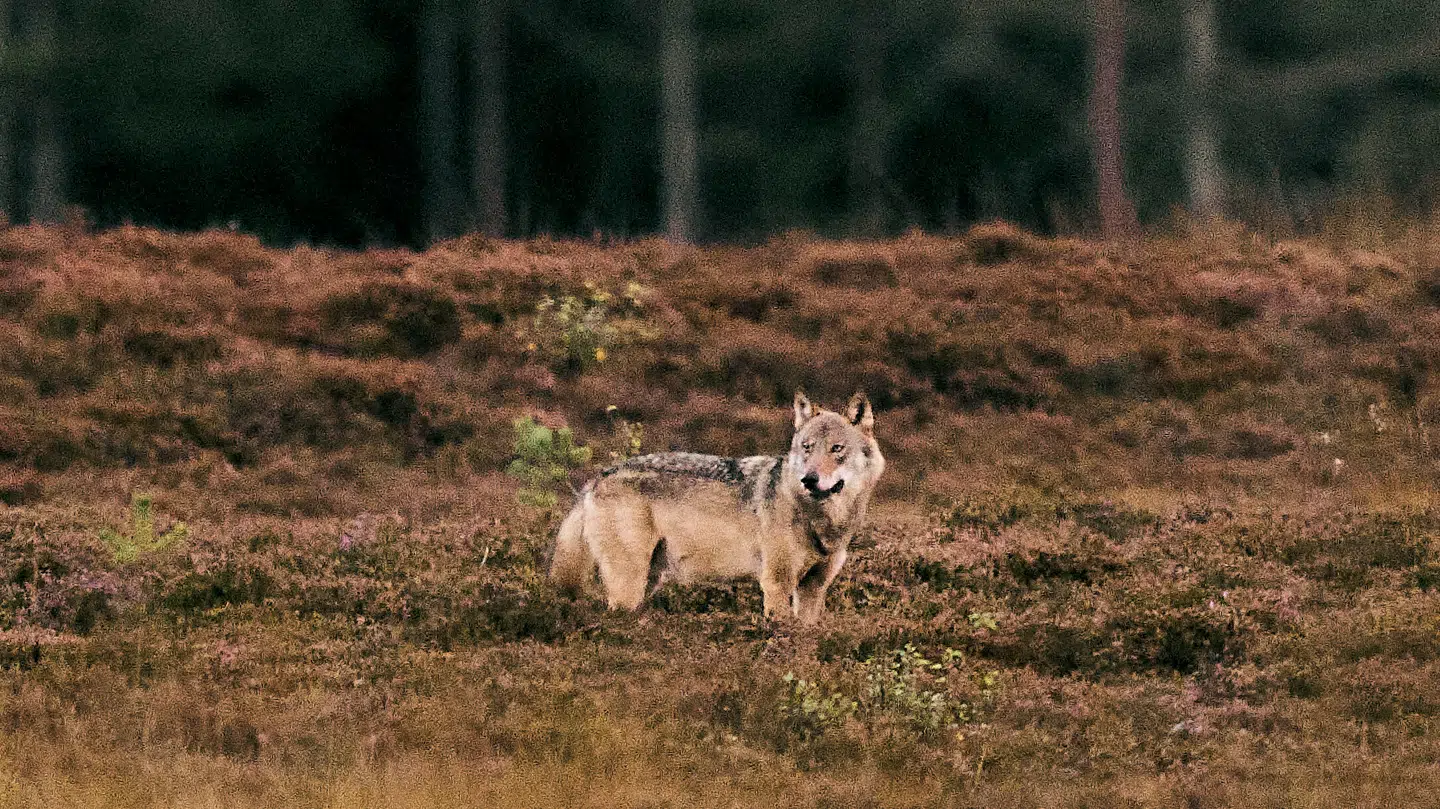 Arkivfoto af en ulv i Vestjylland i 2025.