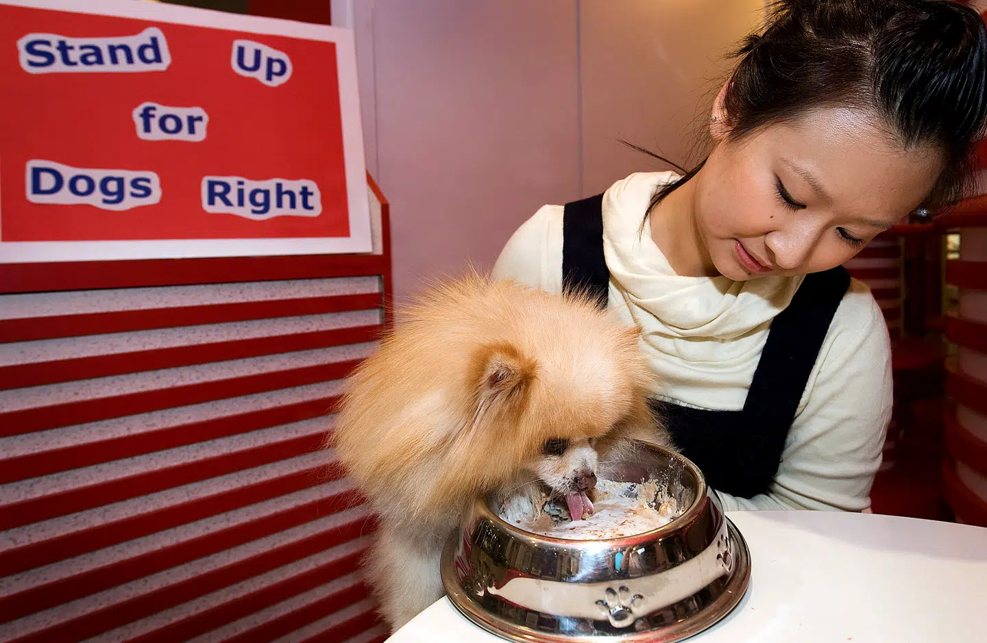 Der er sket en eksplosion i antallet af kæledyr i Hongkong, hvor man nu kan se frem til at få sin hund med til bords i 1.000 forskellige restauranter. Foto: Andrew Ross, Scanpix