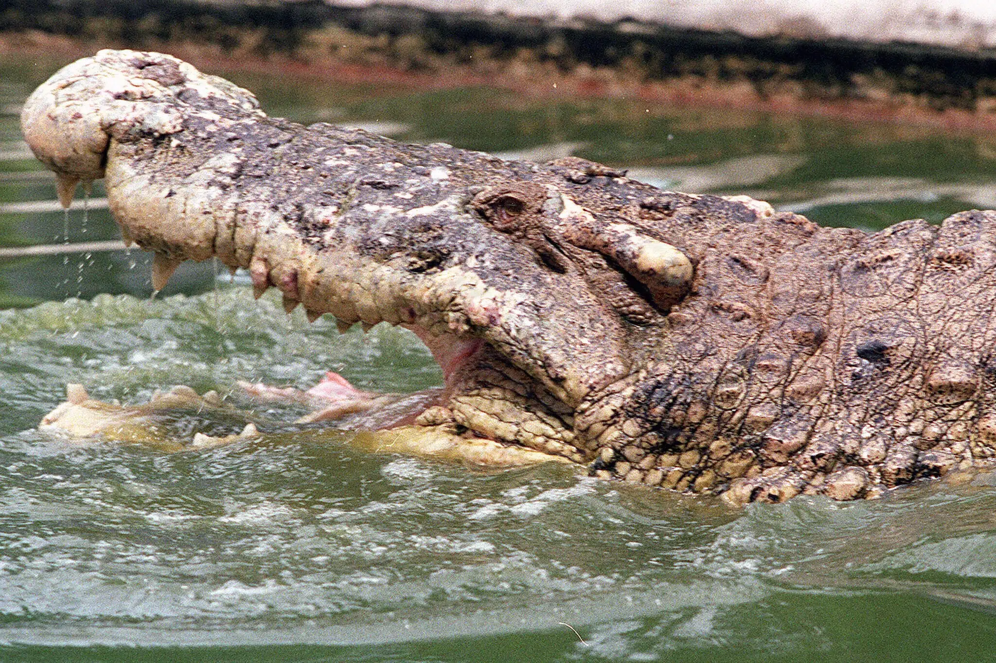 Man Arrested on Suspicion of Attempted Murder After Boy Falls into Crocodile Enclosure