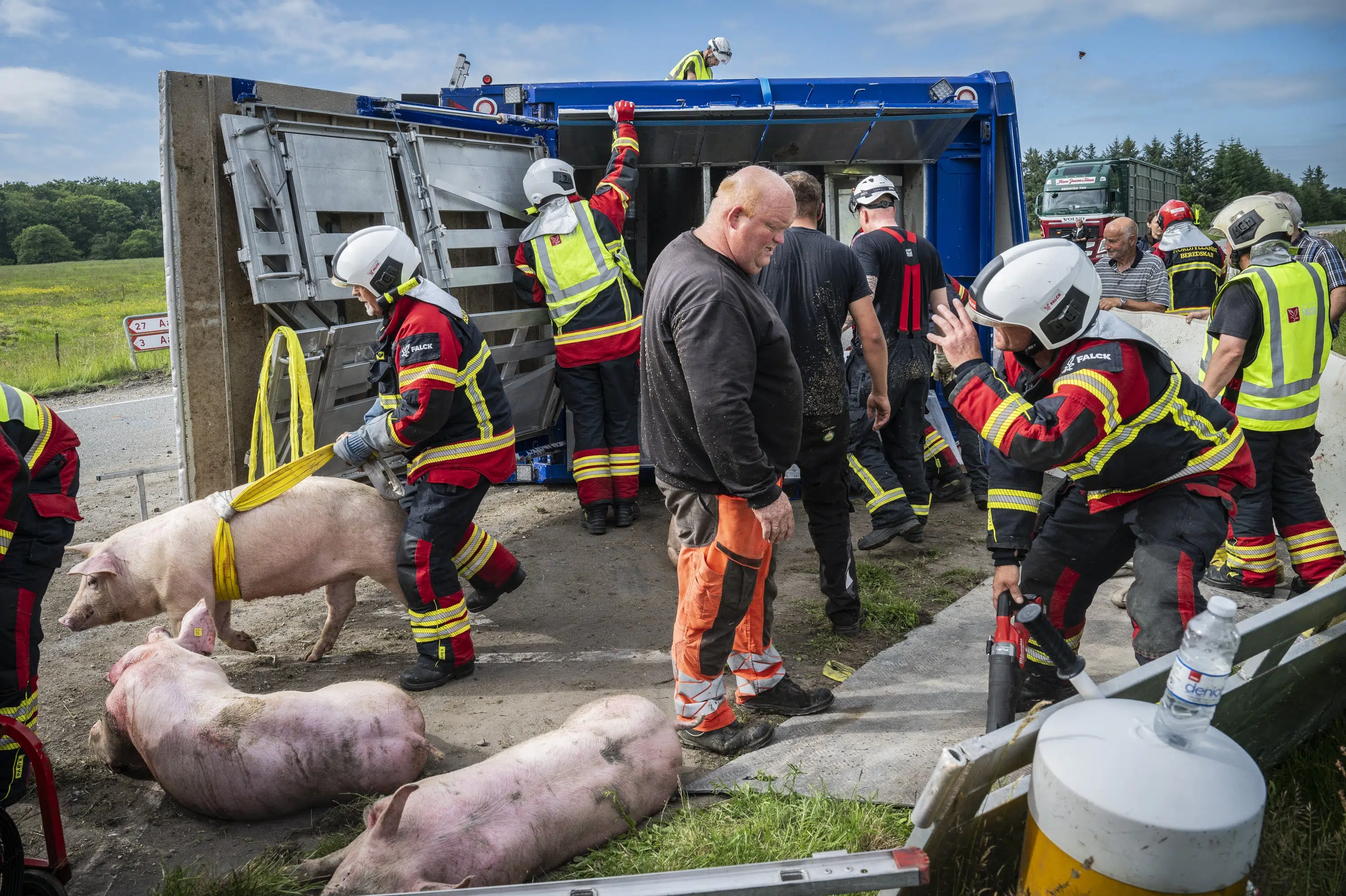 190 grise skal aflives efter ulykke med grisetransport