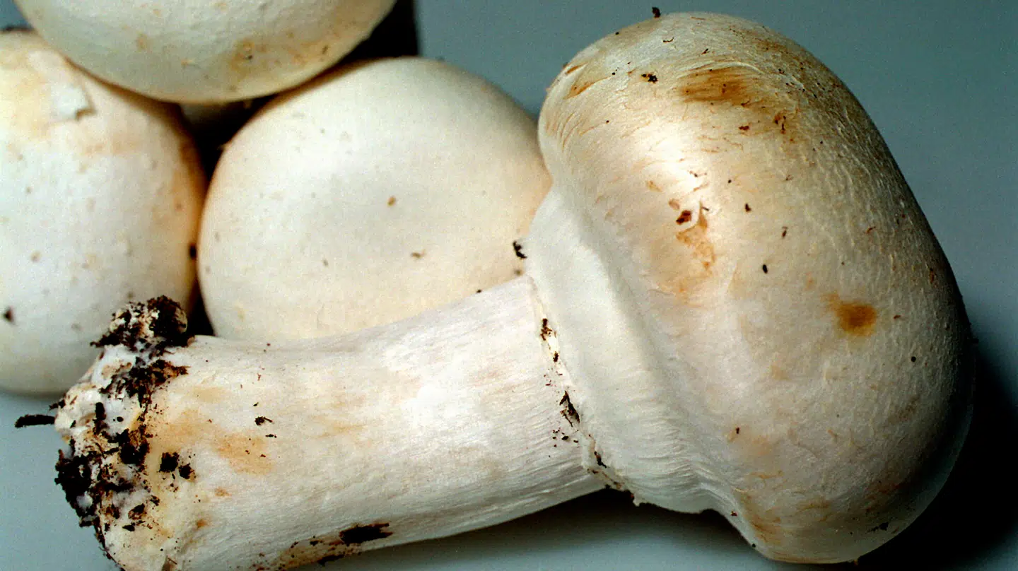 Champignoner tilbagekaldes.