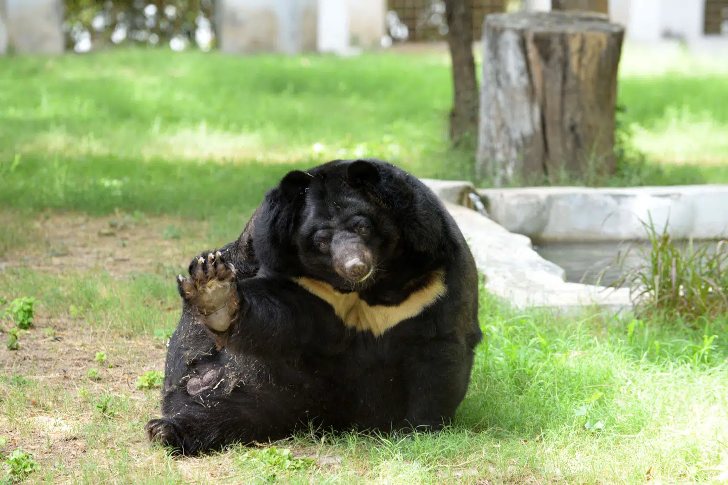 Bjørnene, som Knuthenborg Safaripark har modtaget, er af arten asiatisk sortbjørn. Her ses bjørnearten i en zoo i Indien i 2015. (Arkivfoto).