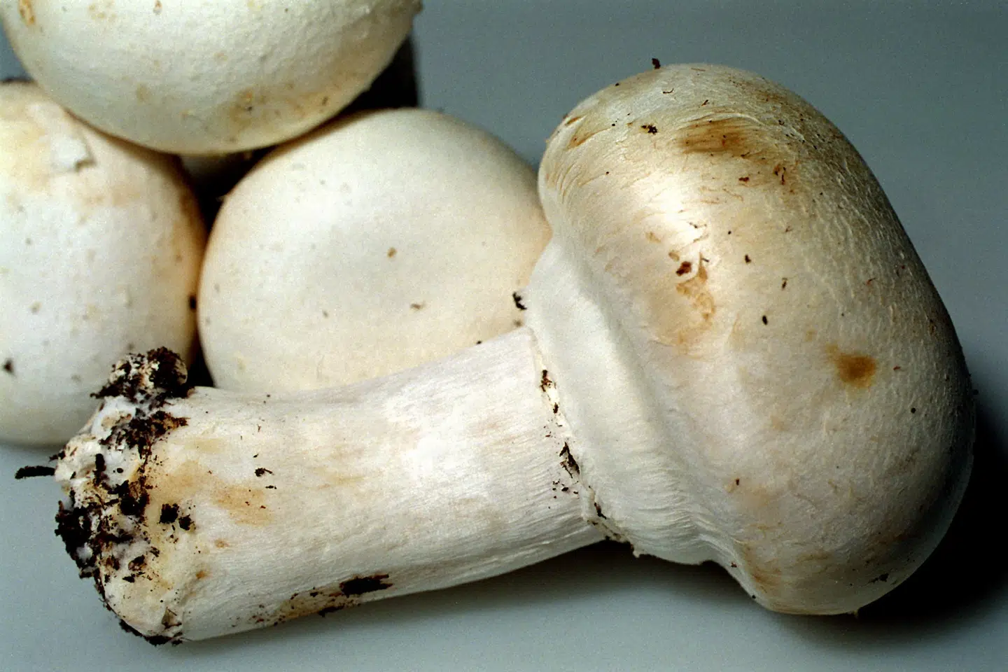 Gasa Nord Grønt tilbagekalder økologiske, skiveskårne champignoner, efter at der er blevet påvist bakterien Listeria monocytogenes i produktet. (Arkivfoto).