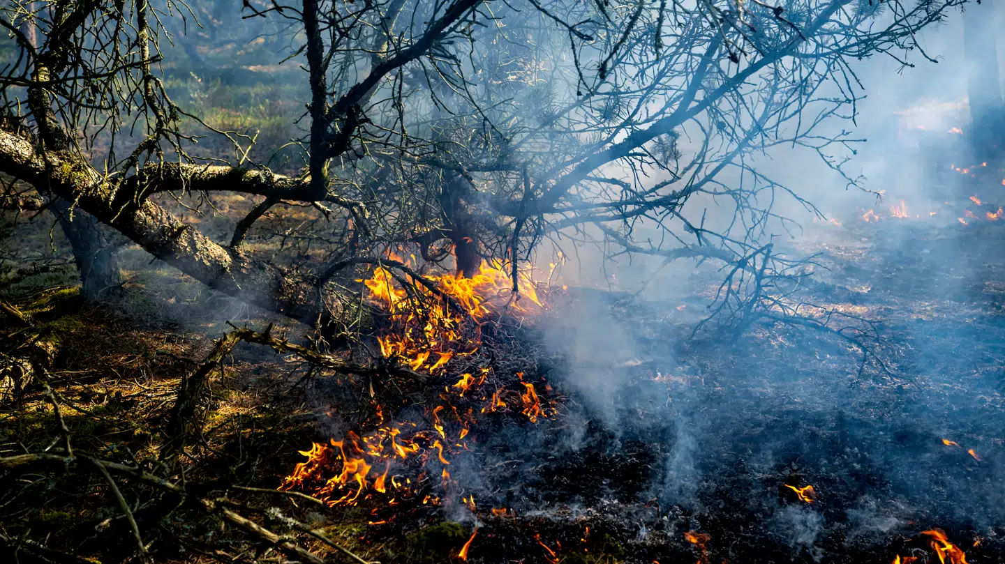 Arkivfoto. En brøler var mandag årsag til en naturbrand i Nordsjælland.