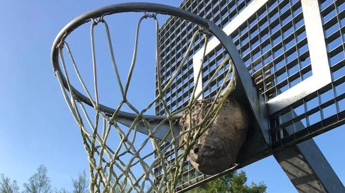Her ses hvepsebo i en basketballkurv.