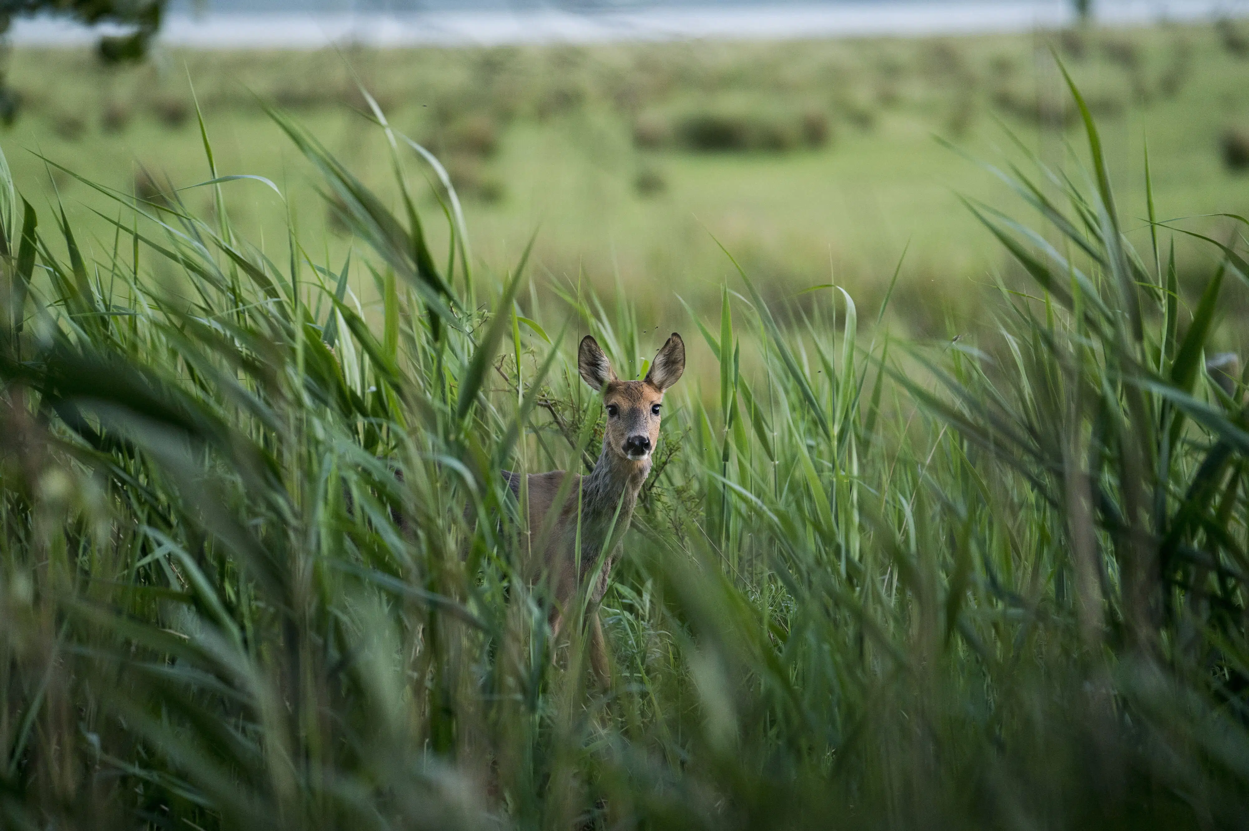 Hunters urged to practice extra hygiene to avoid bacteria transmitted from wild game