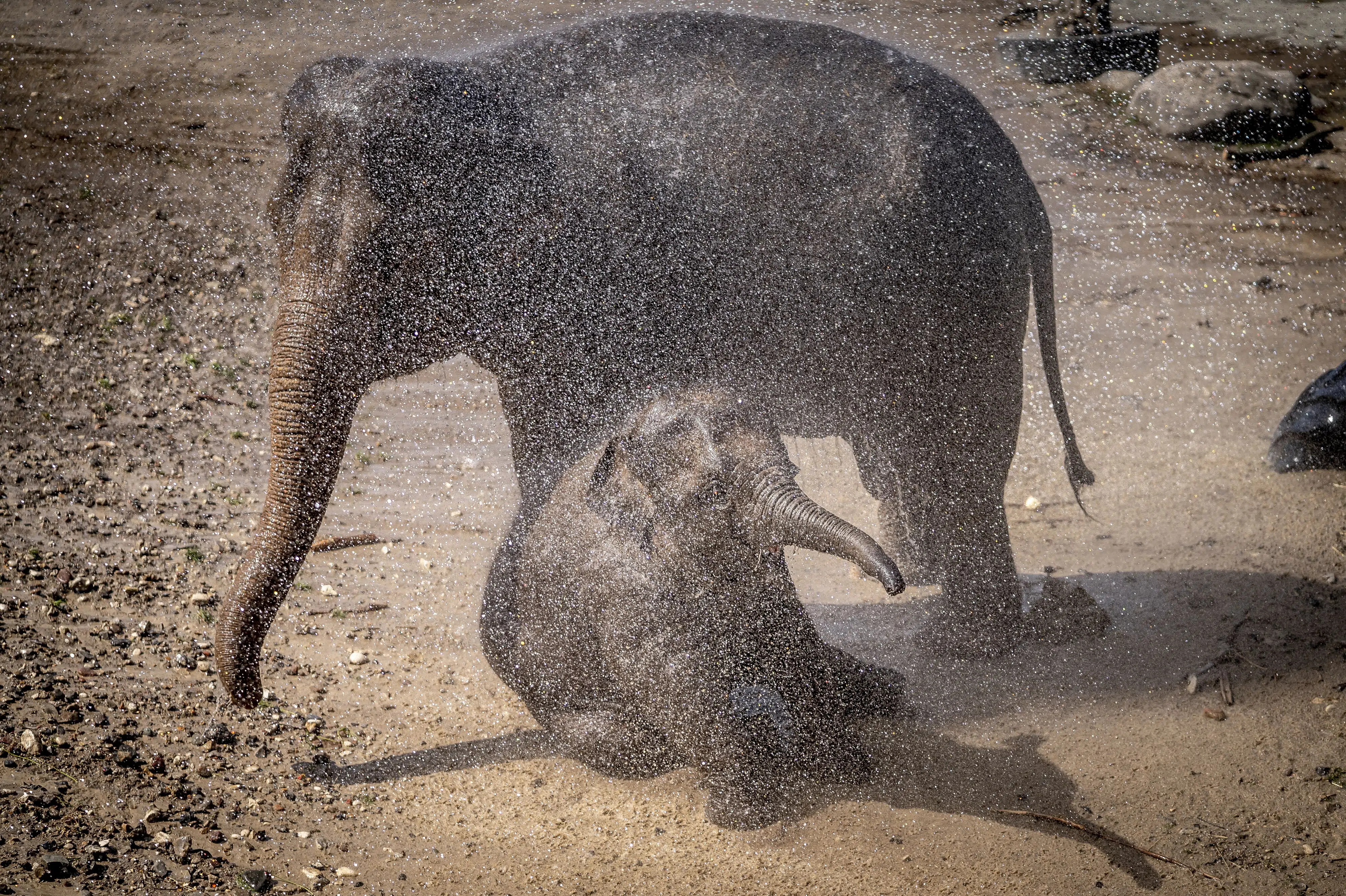 Dyr i zoo får frosne kødstykker og mudderbad i kamp mod varmen