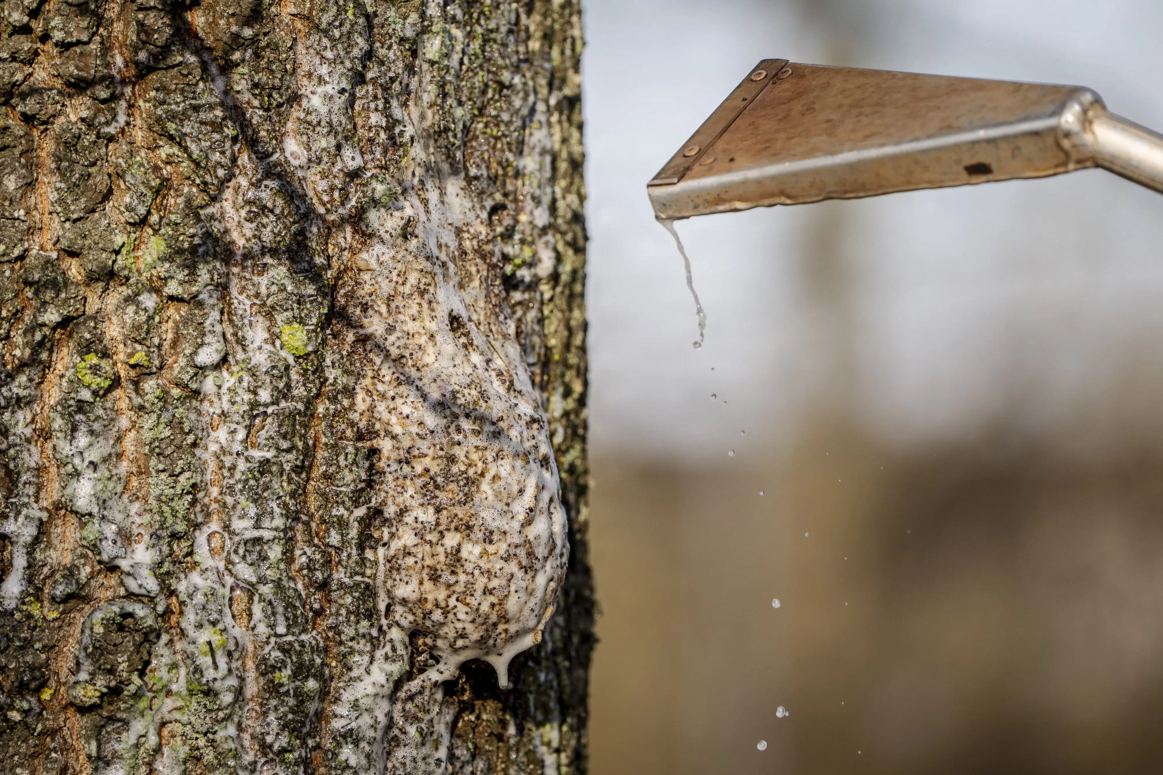 FAKTA: Invasiv larve bliver til sommerfugl efter larvestadiet