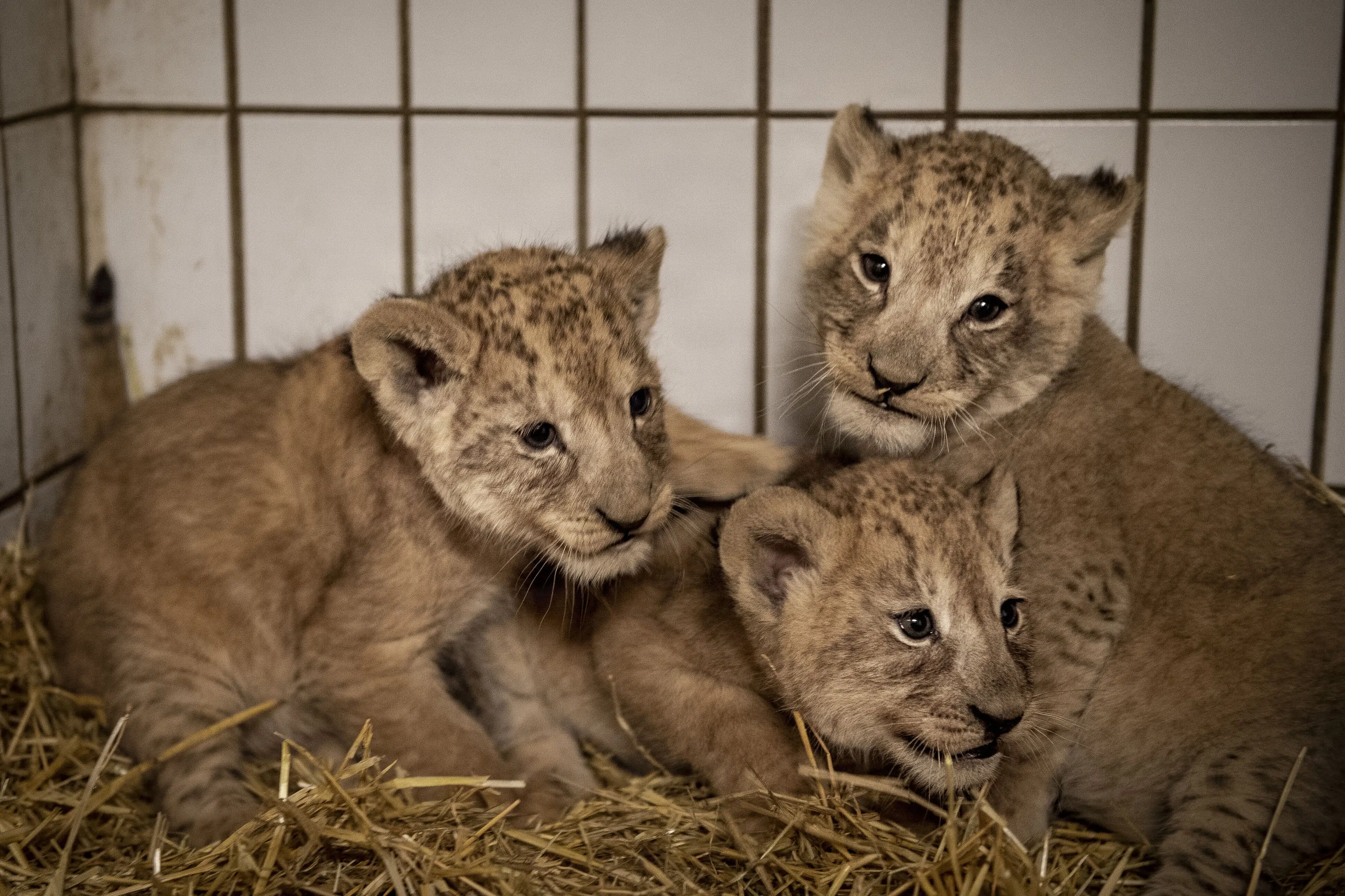 For første gang i fire år er der igen løveunger i Givskud Zoo
