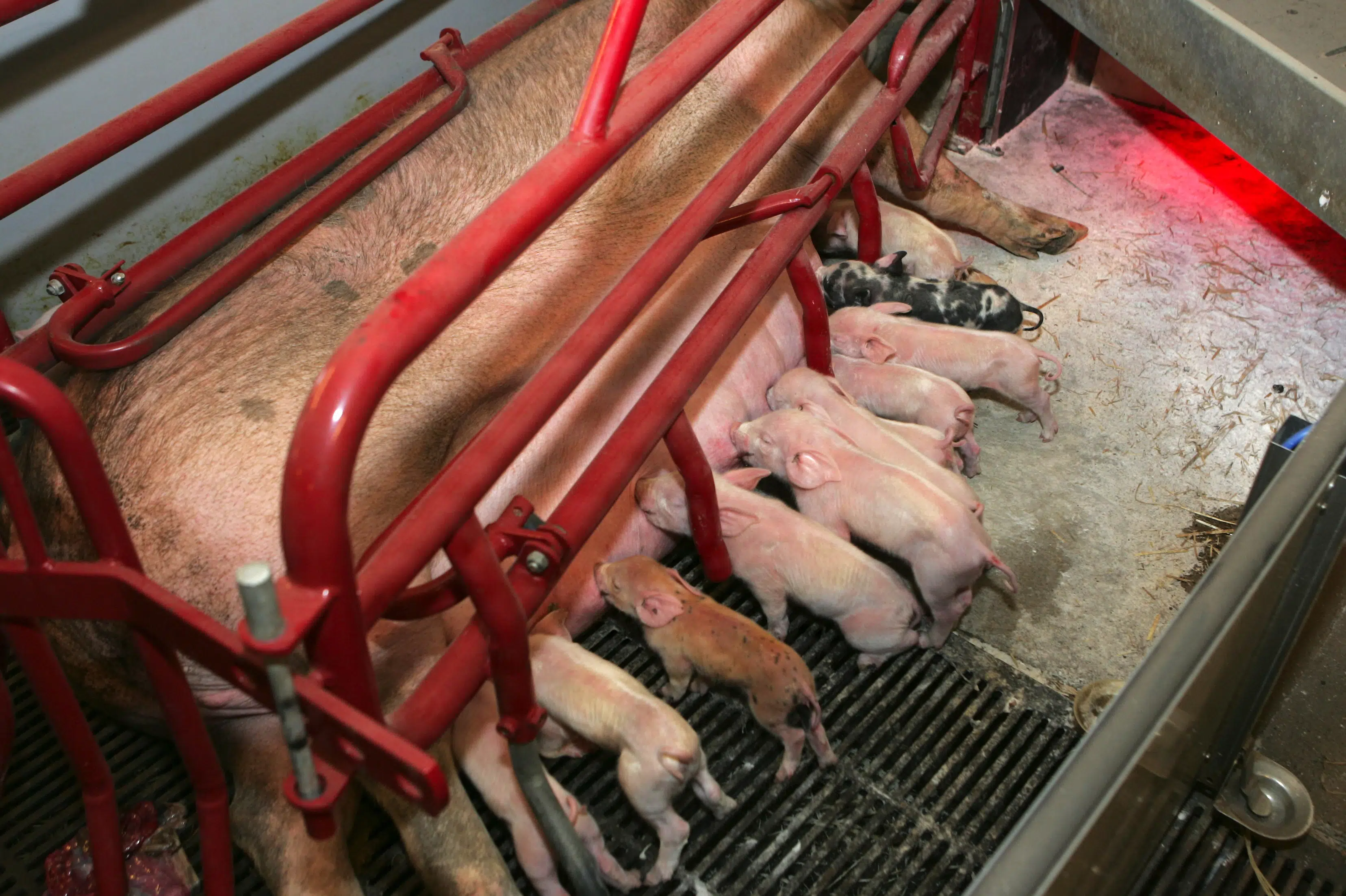 Dødeligheden blandt pattegrise faldt en anelse sidste år