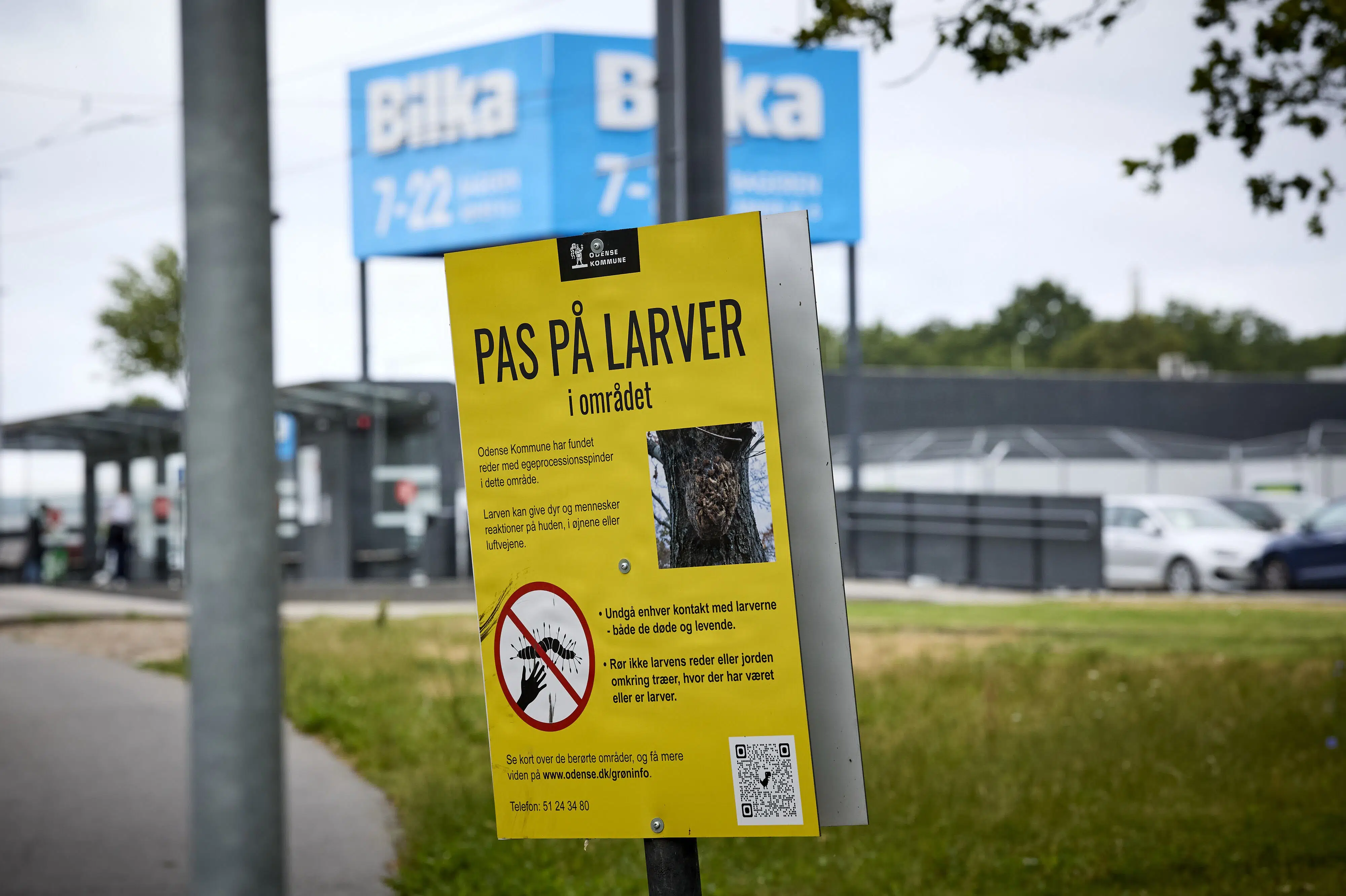 Danish Health Minister addresses bothersome caterpillar issue in Odense