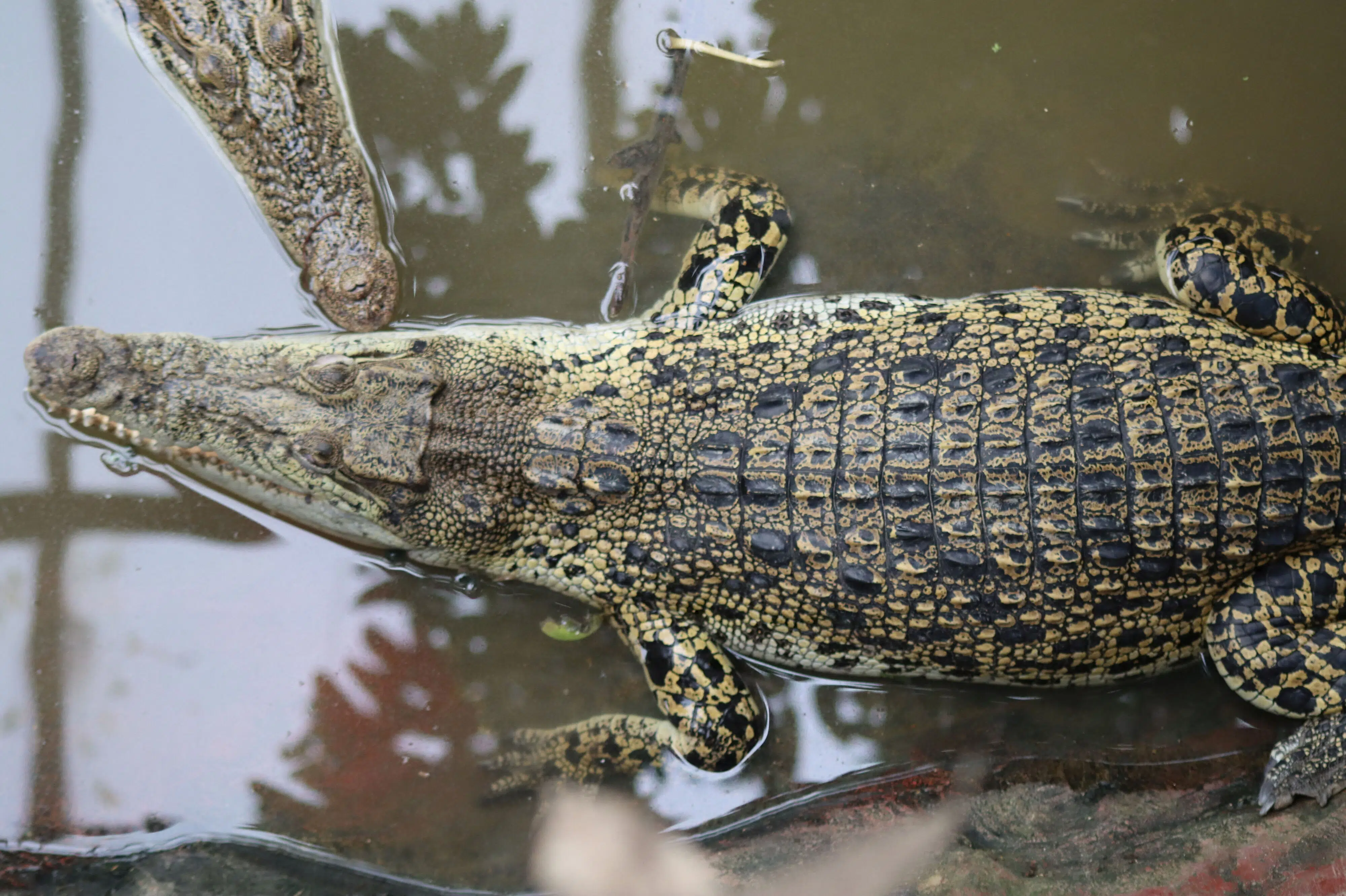 Treårig er opereret fem gange siden krokodilleangreb i engelsk zoo