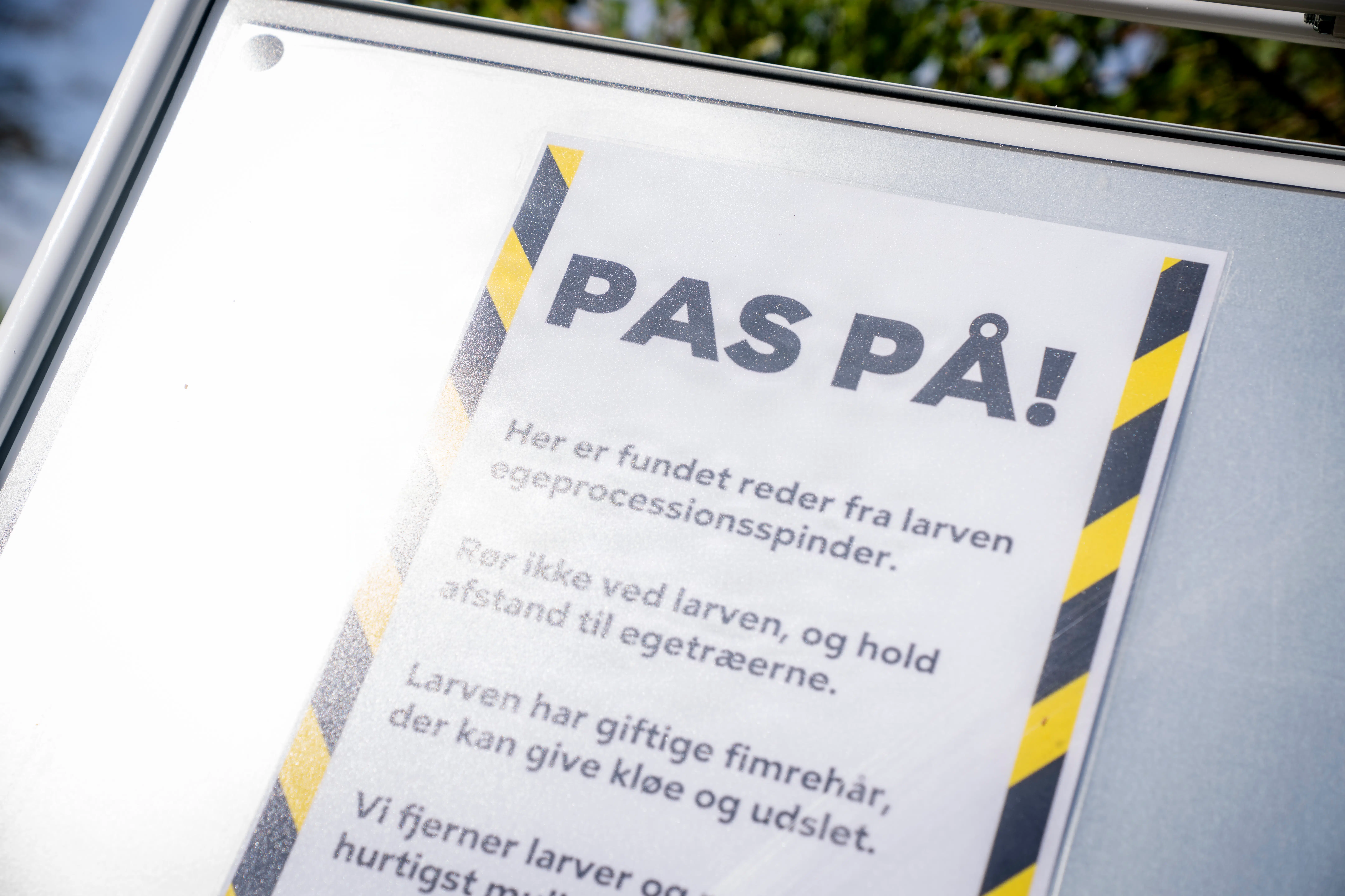 Nu er frygtet larve kommet til København – borgmestre gør klar til fælles front