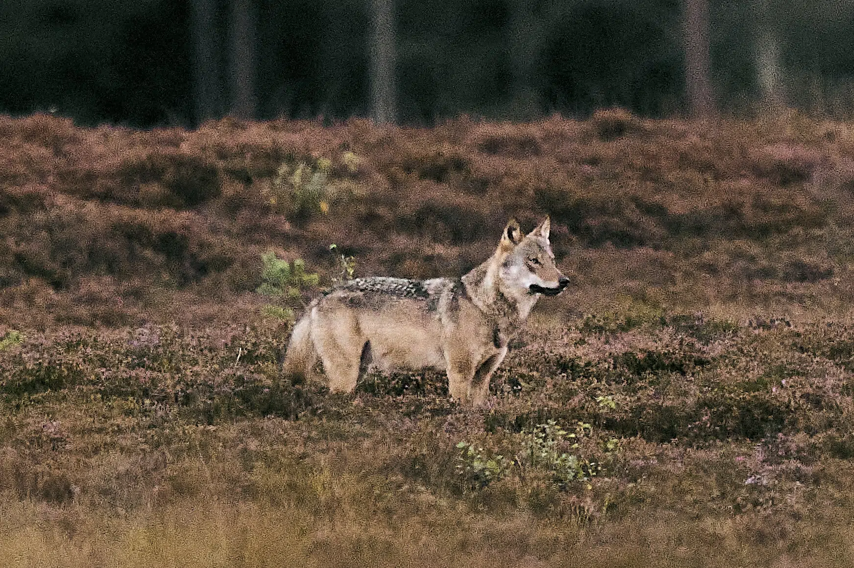 Over 1200 husdyr blev dræbt i ulveangreb sidste år