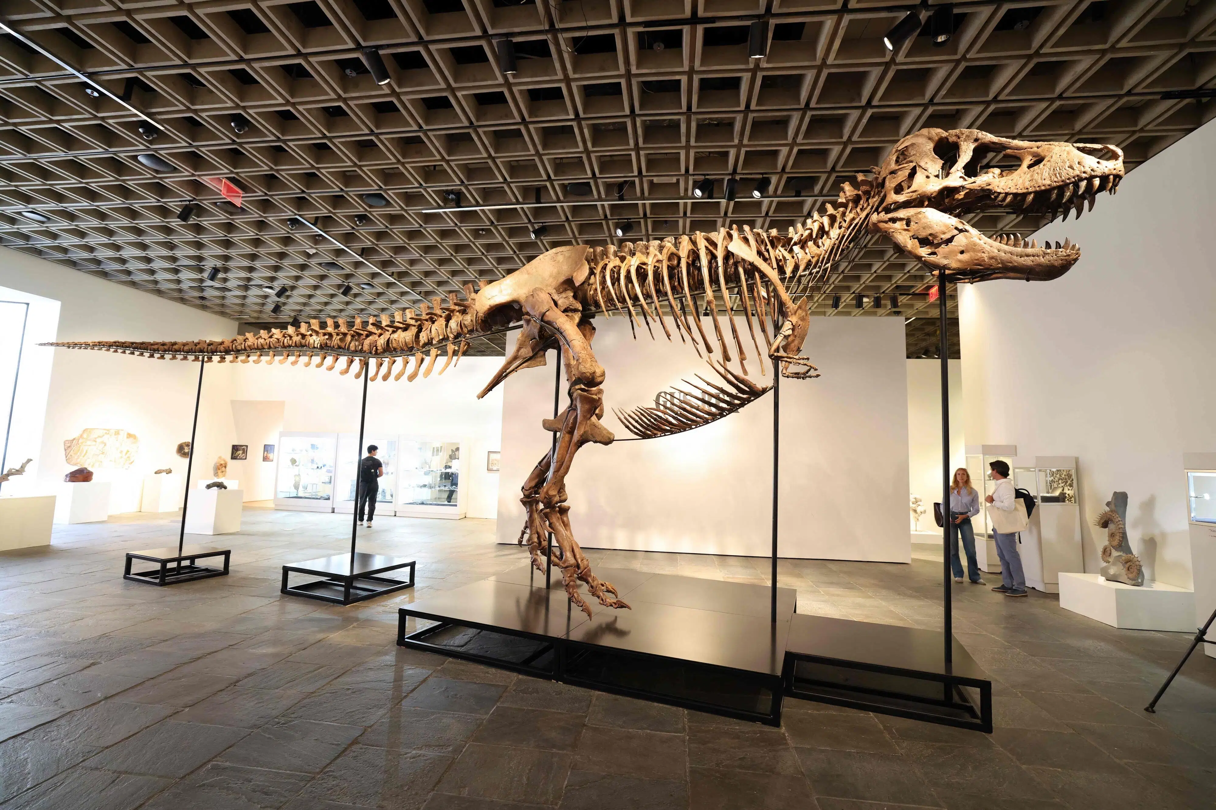 Dinosaurskelet er solgt for trecifret millionbeløb på auktion