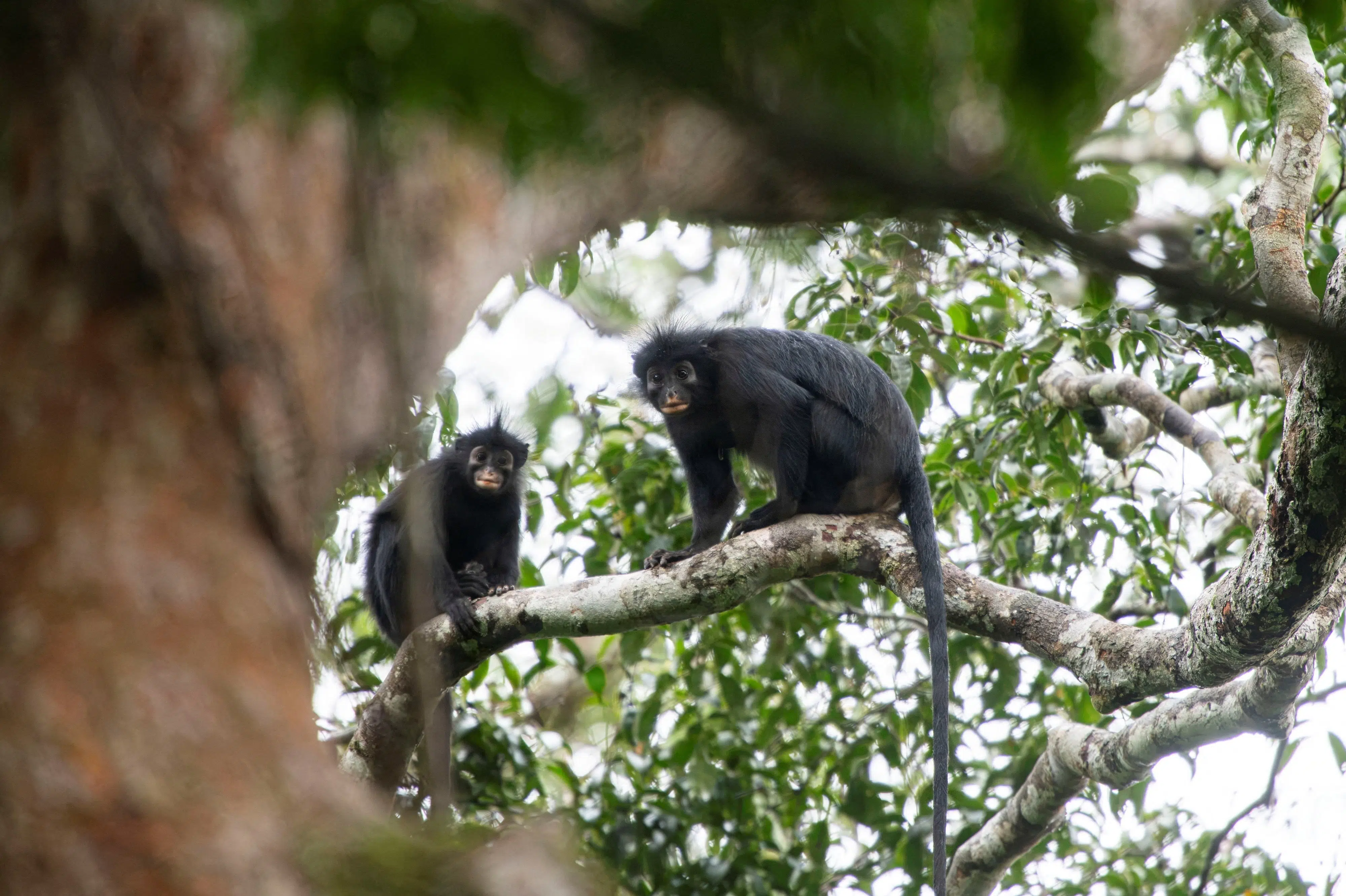 Forskere identificerer ny abeart i nationalpark i DR Congo