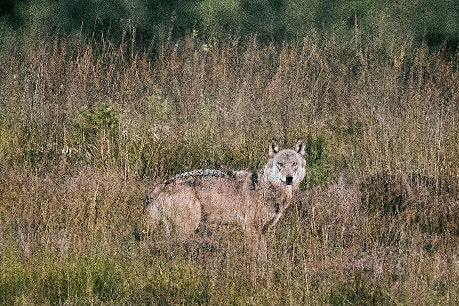 Danish dog law's genetic rules questioned as wolves roam free