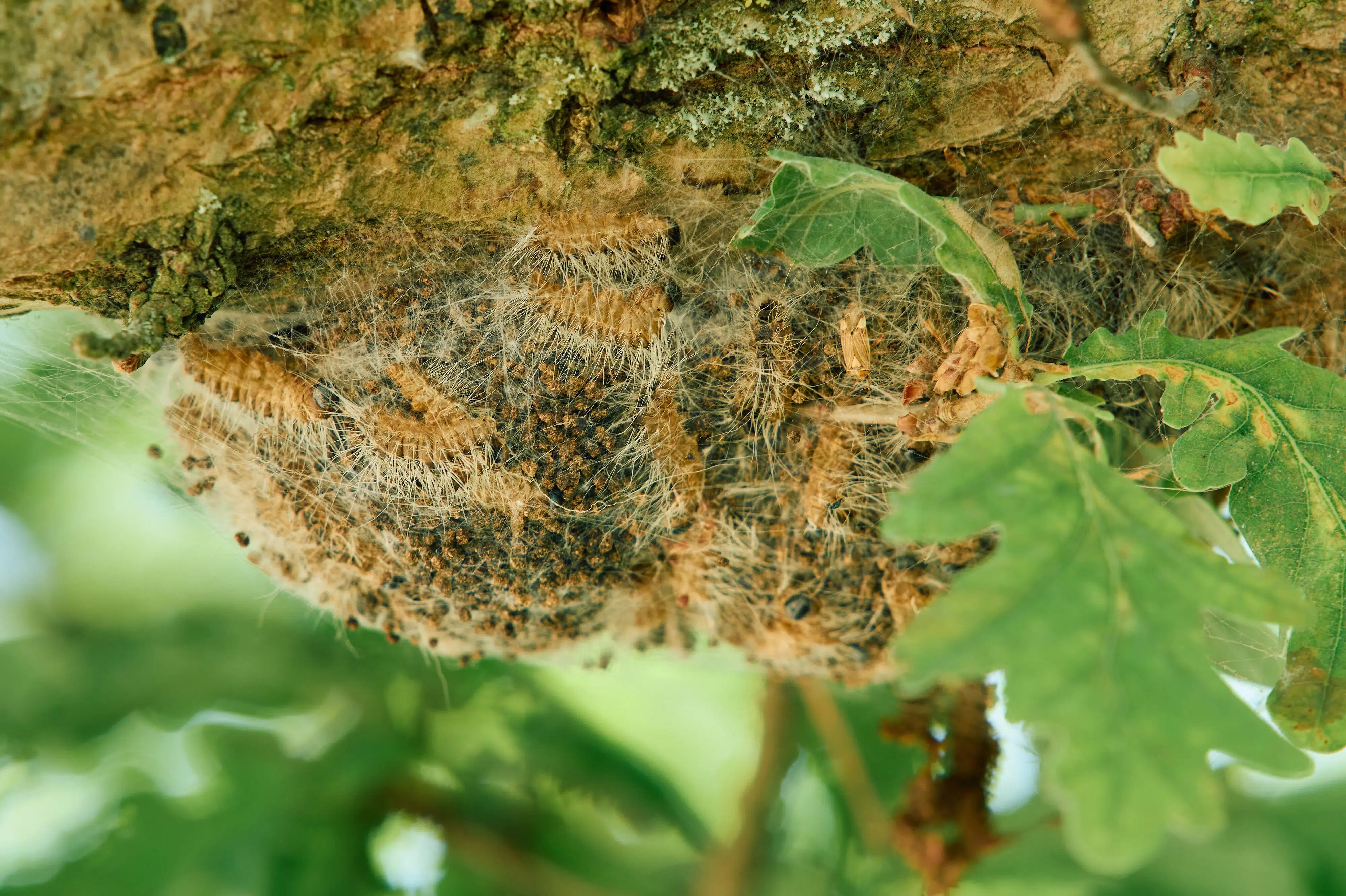 Odense Zoo Bridges Reopen After Caterpillar Nest Removal