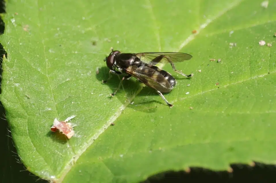 Sjælden møgbille og træsvirreflue fundet under bioblitz
