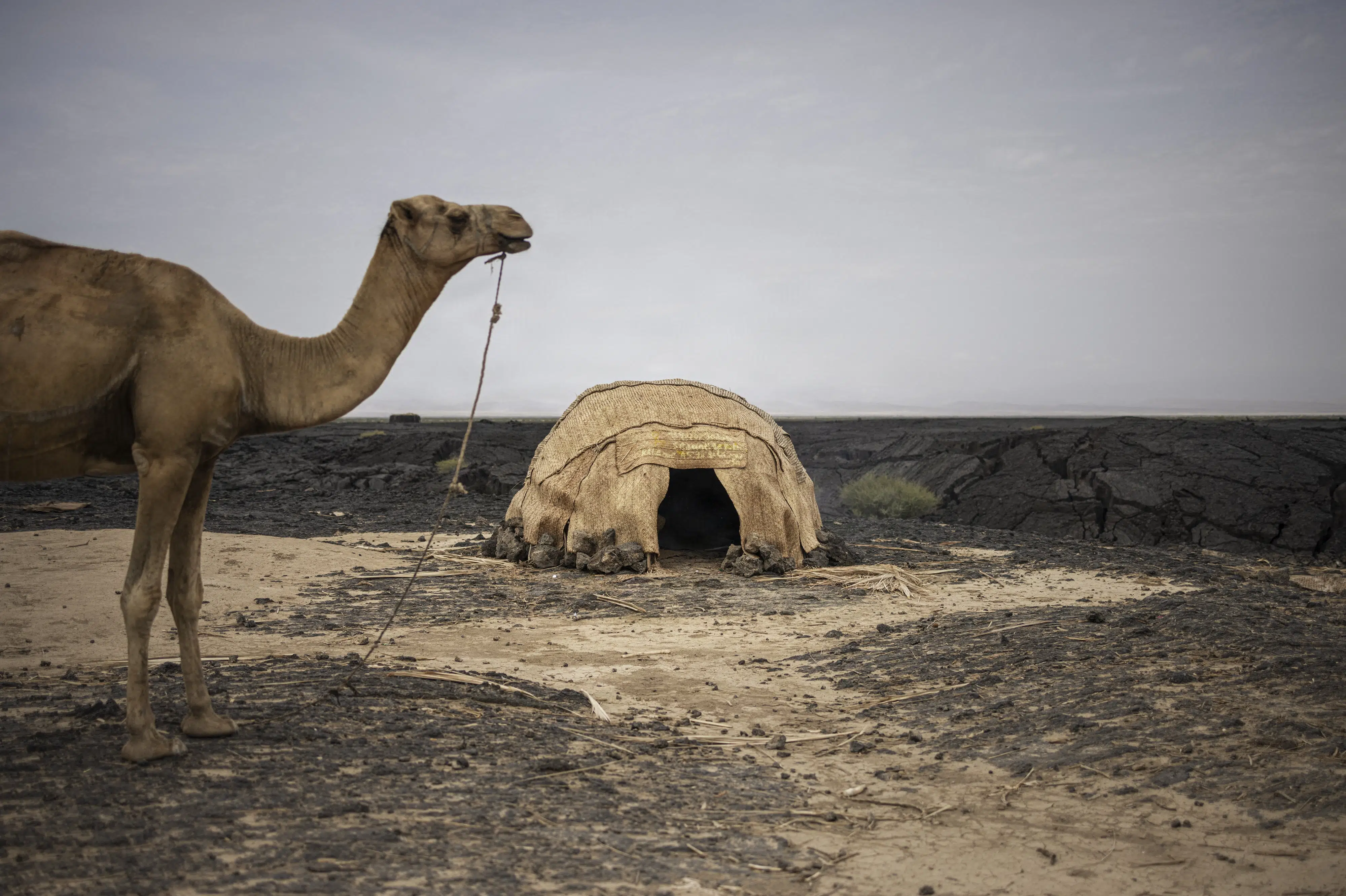 Selv kameler bukker under når ekstrem varme rammer Afrika
