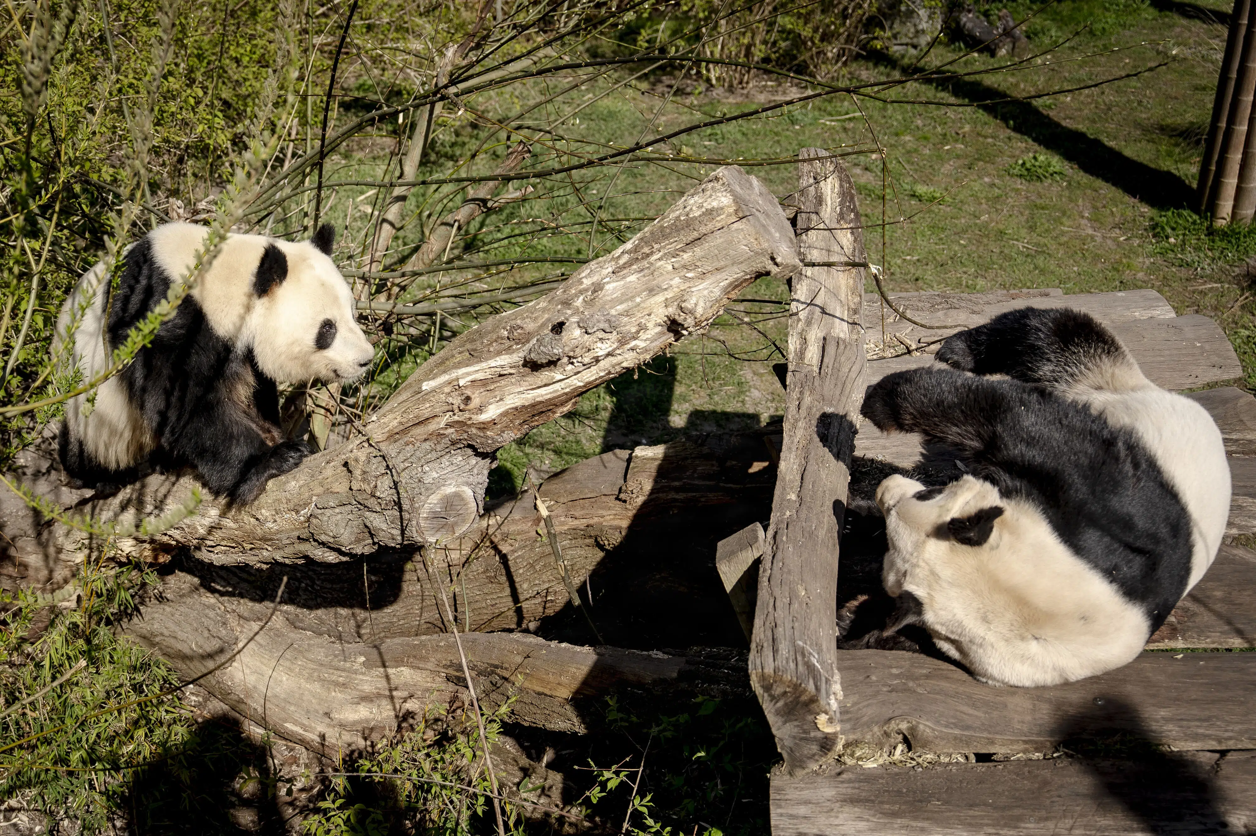 Hunpanda i København får ekstra ro i håb om en pandaunge