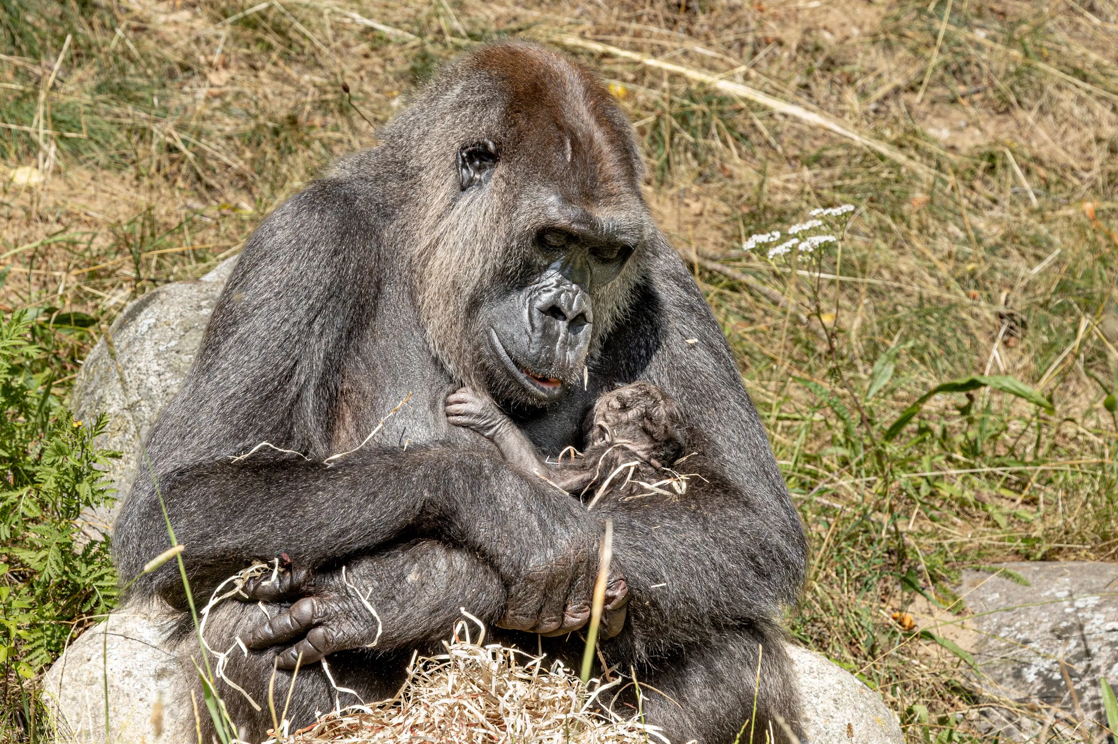 Landets eneste gorillaflok har fået et nyt familiemedlem