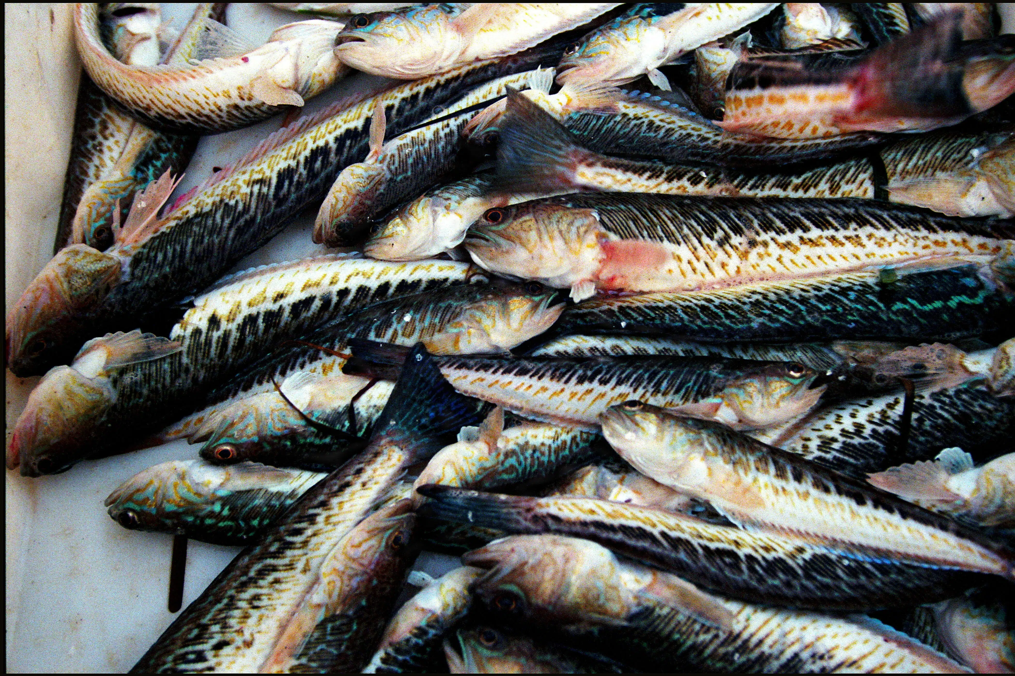 Fiskere melder om usædvanligt mange fjæsinger i Kattegat