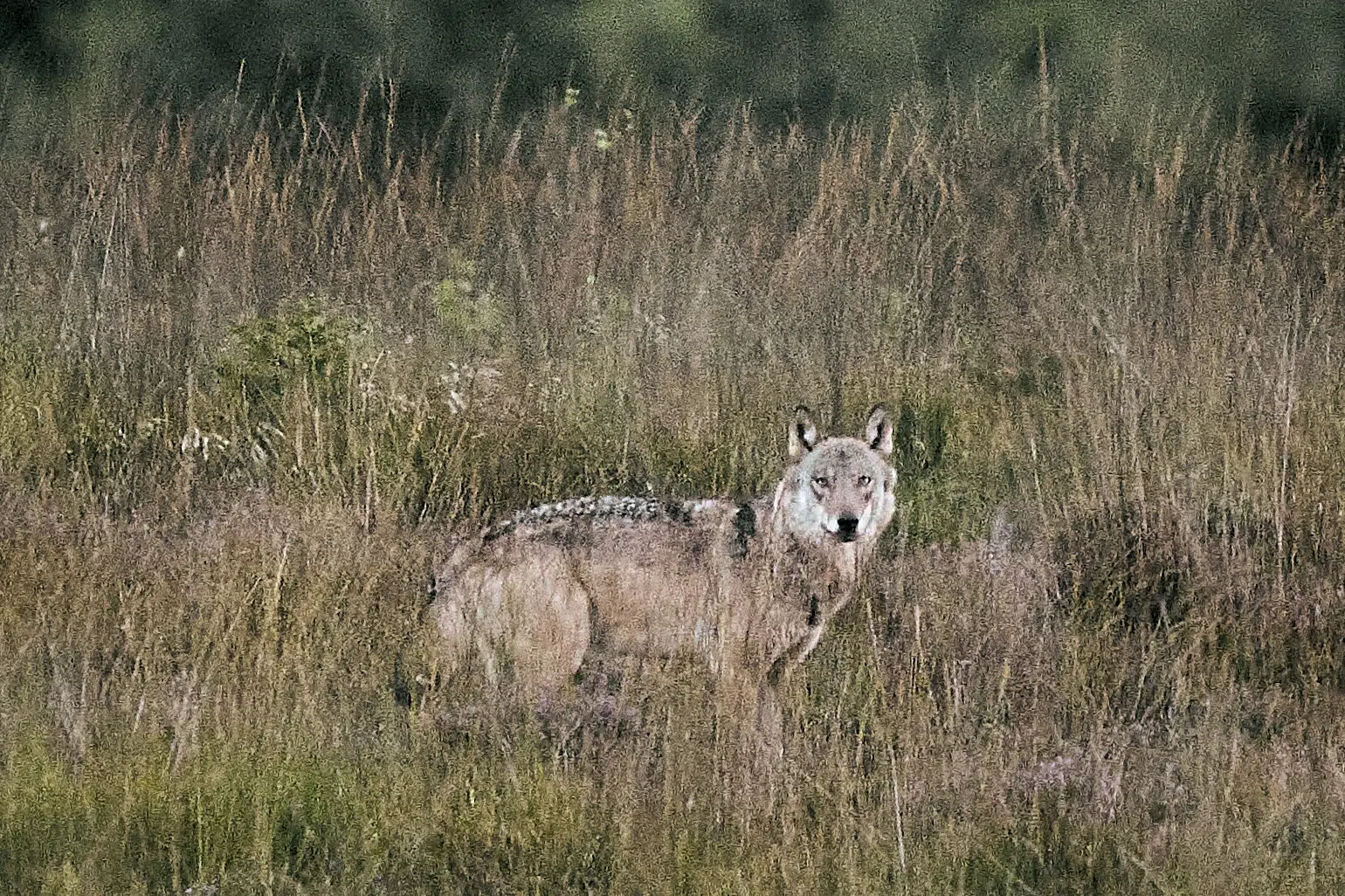Ulv løb tæt på børn ved hoppepude i Vestjylland