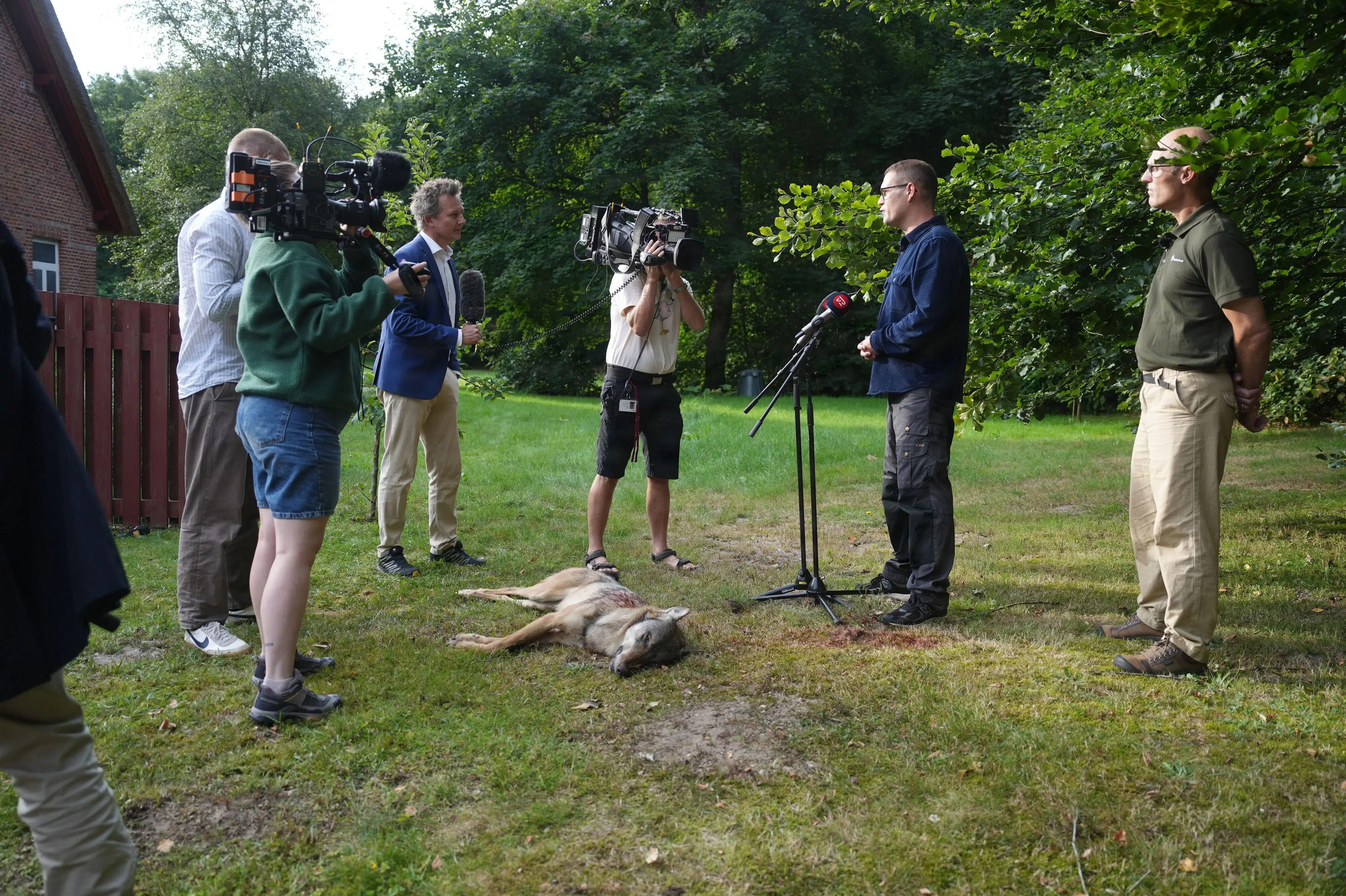Ulv er blevet skudt i Vestjylland efter flere dages jagt