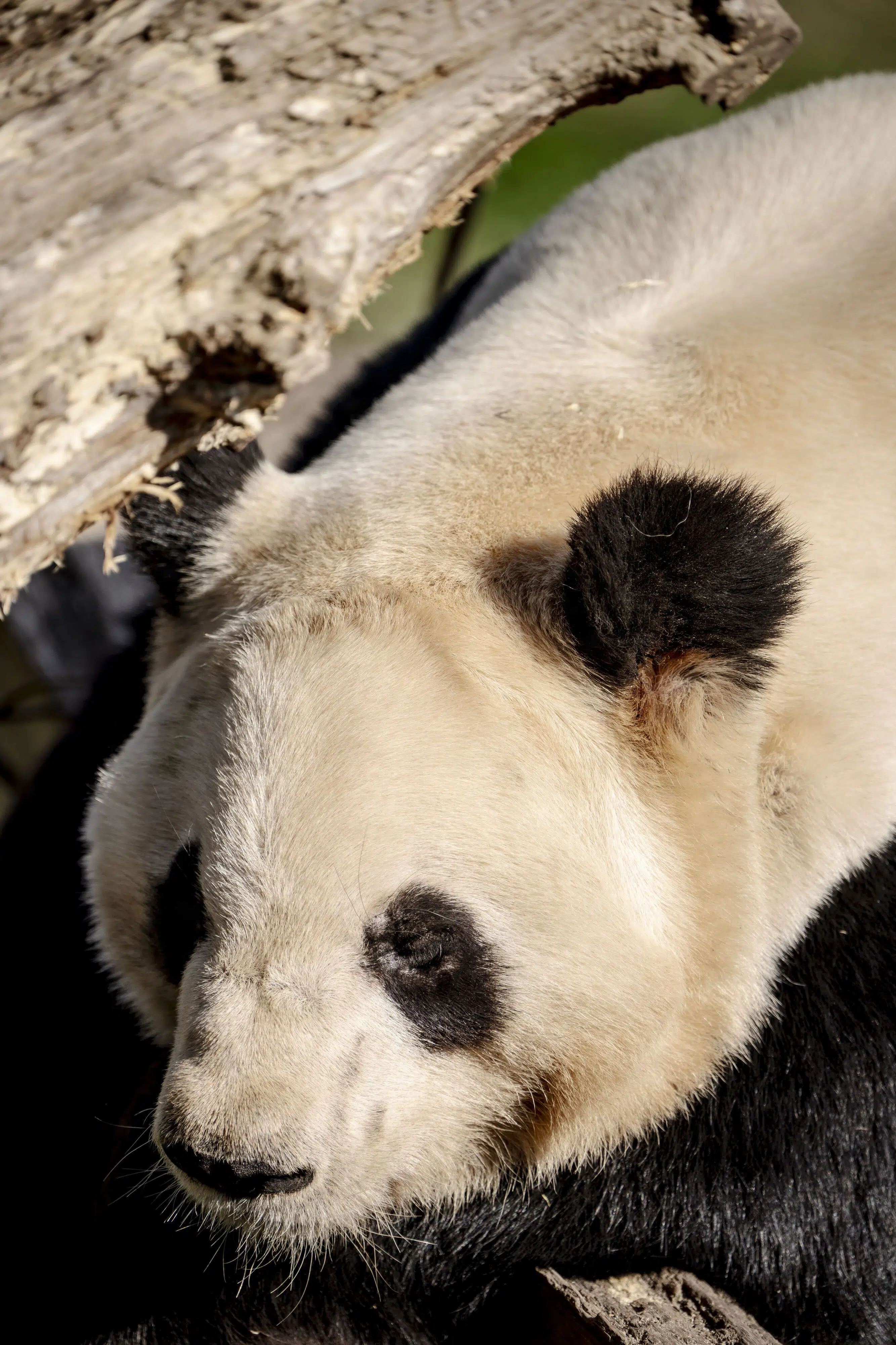 Håbet om pandaunger i Zoologisk Have svinder ind