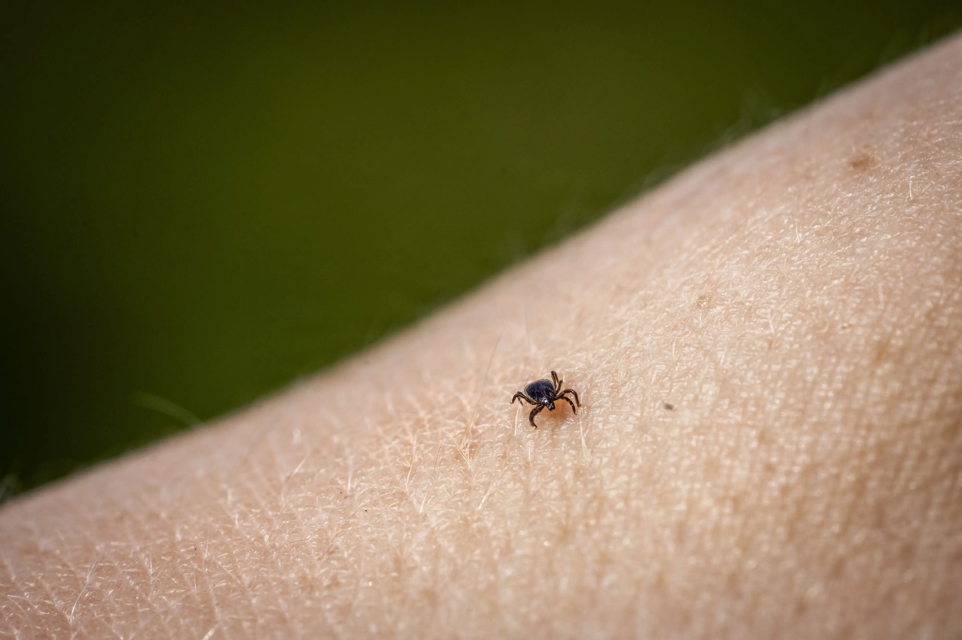 Two new areas in Denmark identified as having potential TBE risk from ticks