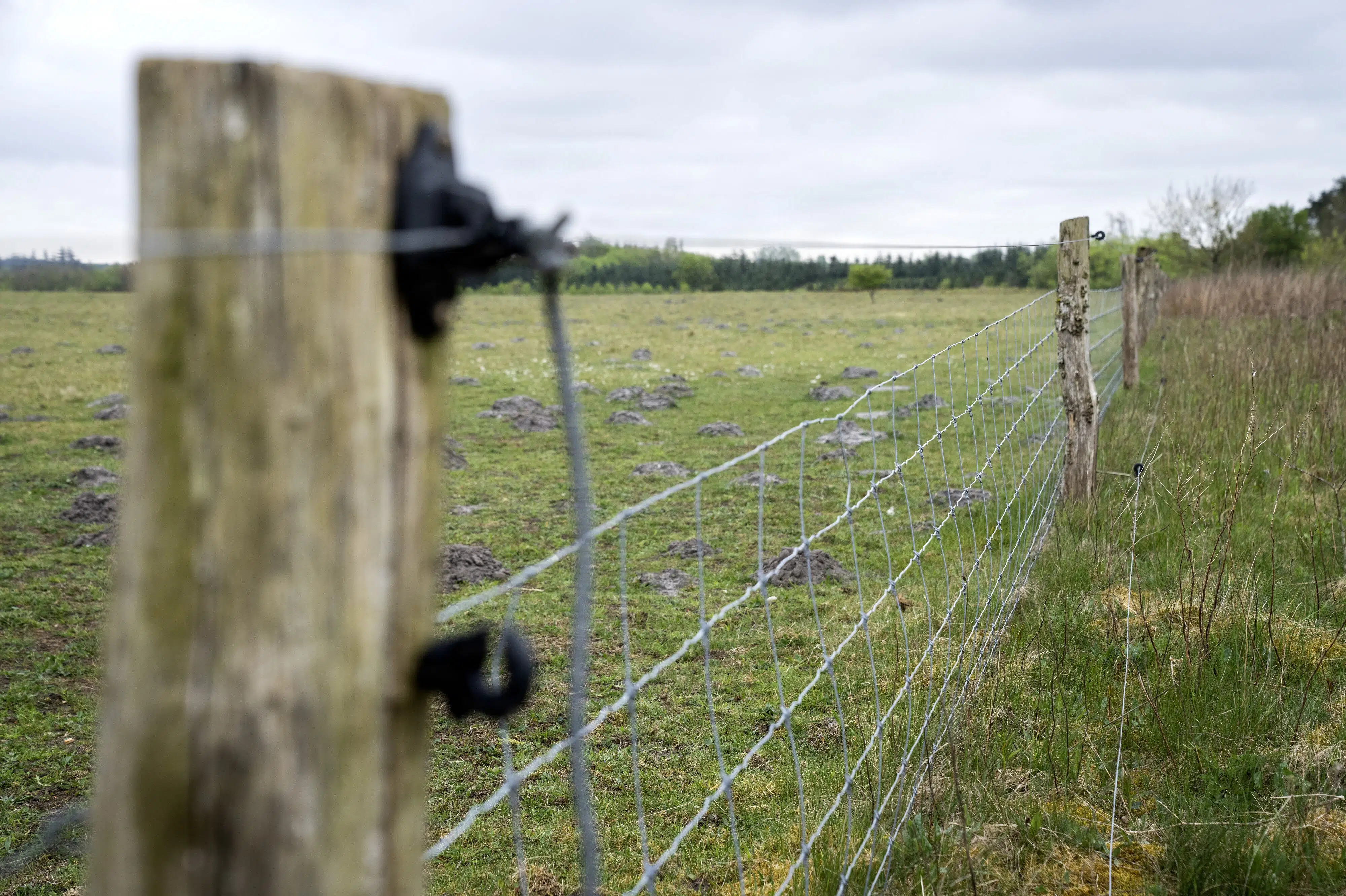 Livestock Owners Can Apply for 60 Million Kroner in Wolf-Proof Fencing Aid