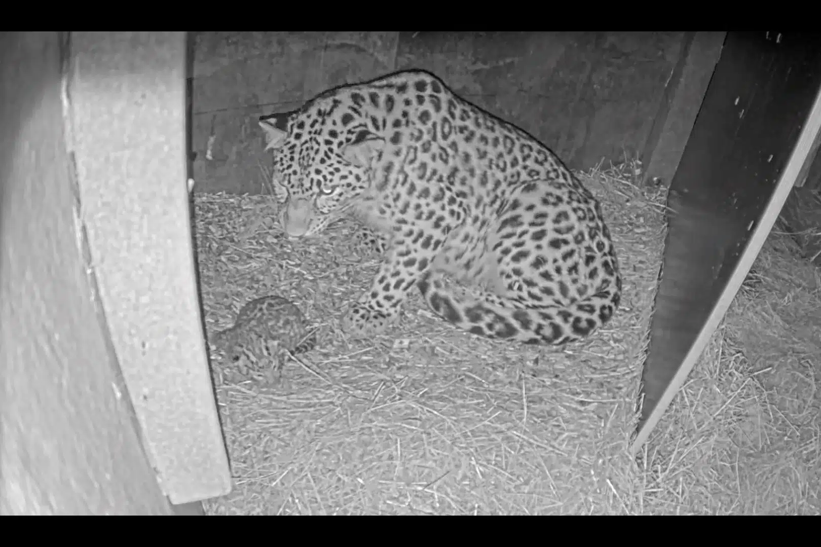 Sjælden leopardunge er blevet født i københavnsk zoo