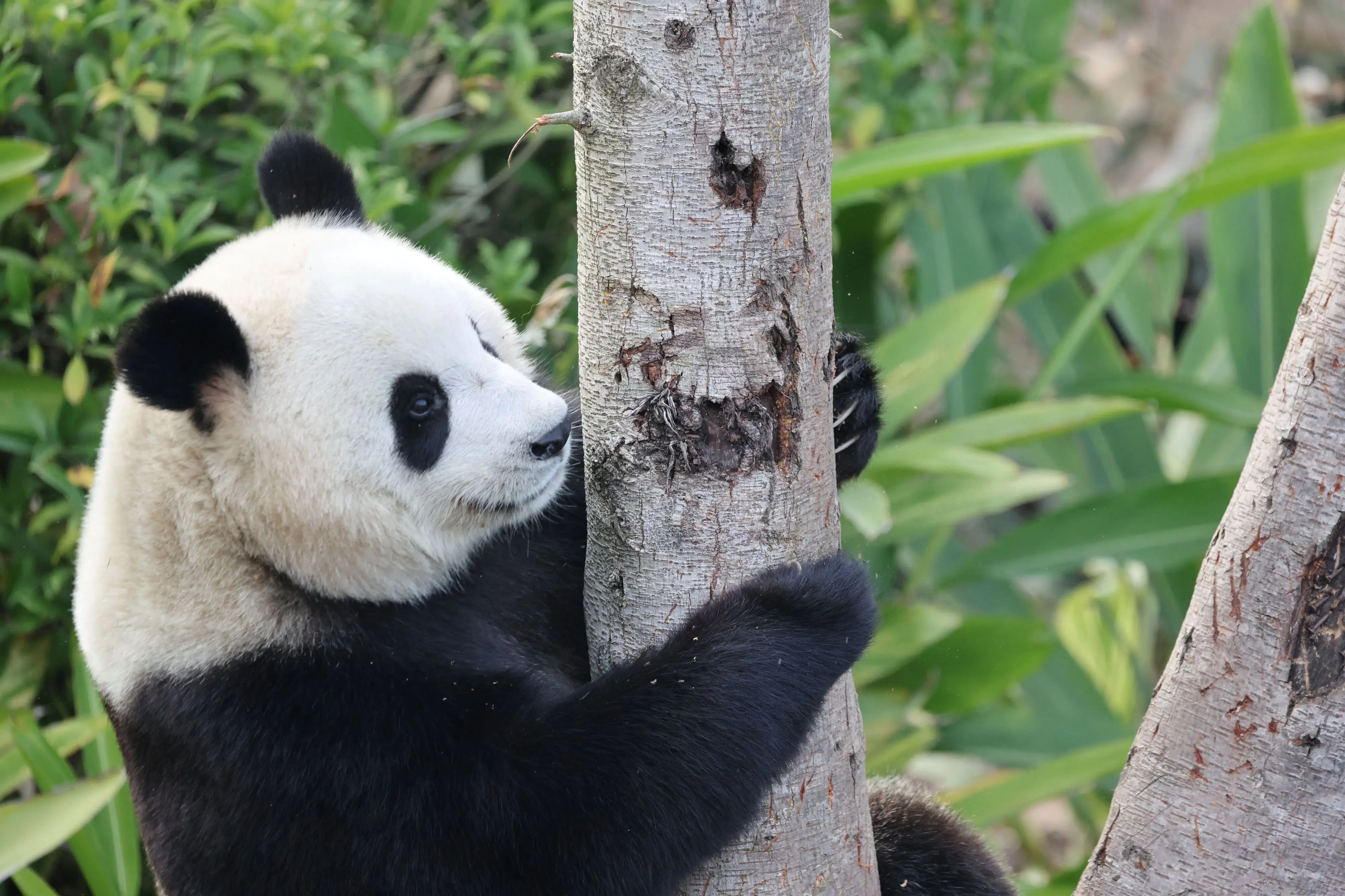 Kina sender pandaer med privatfly til USA som symbol på venskab