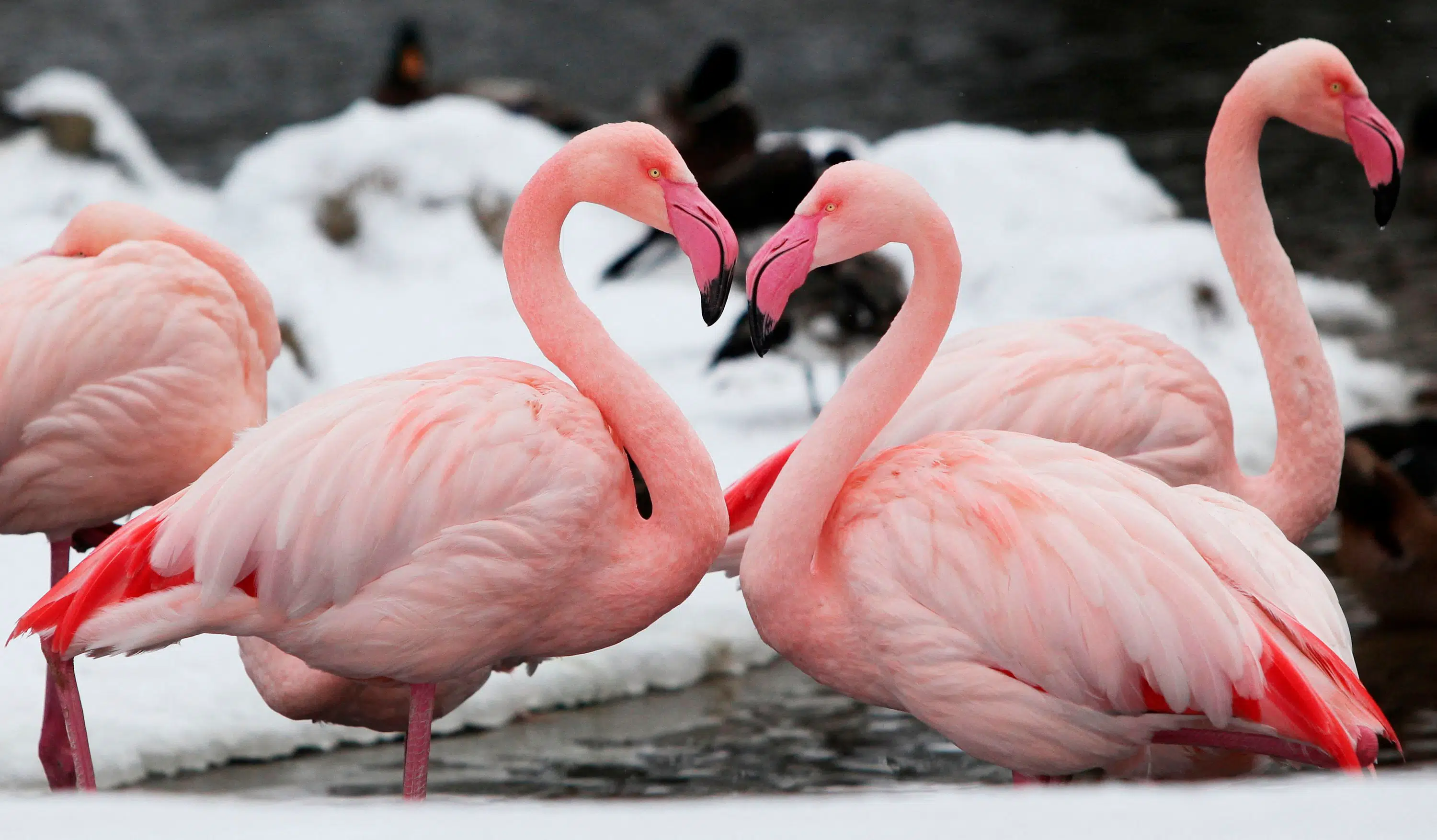 Er du rigtig klog: Hvad ved du om farven pink?
