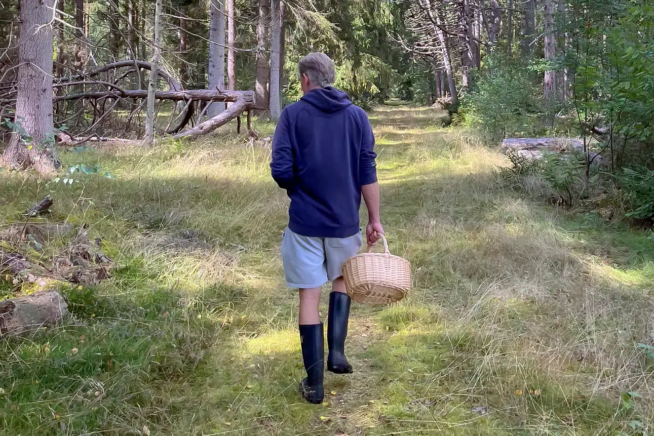 Det stikker helt af! Selv garvede samlere kalder årets svampesæson for noget helt unikt