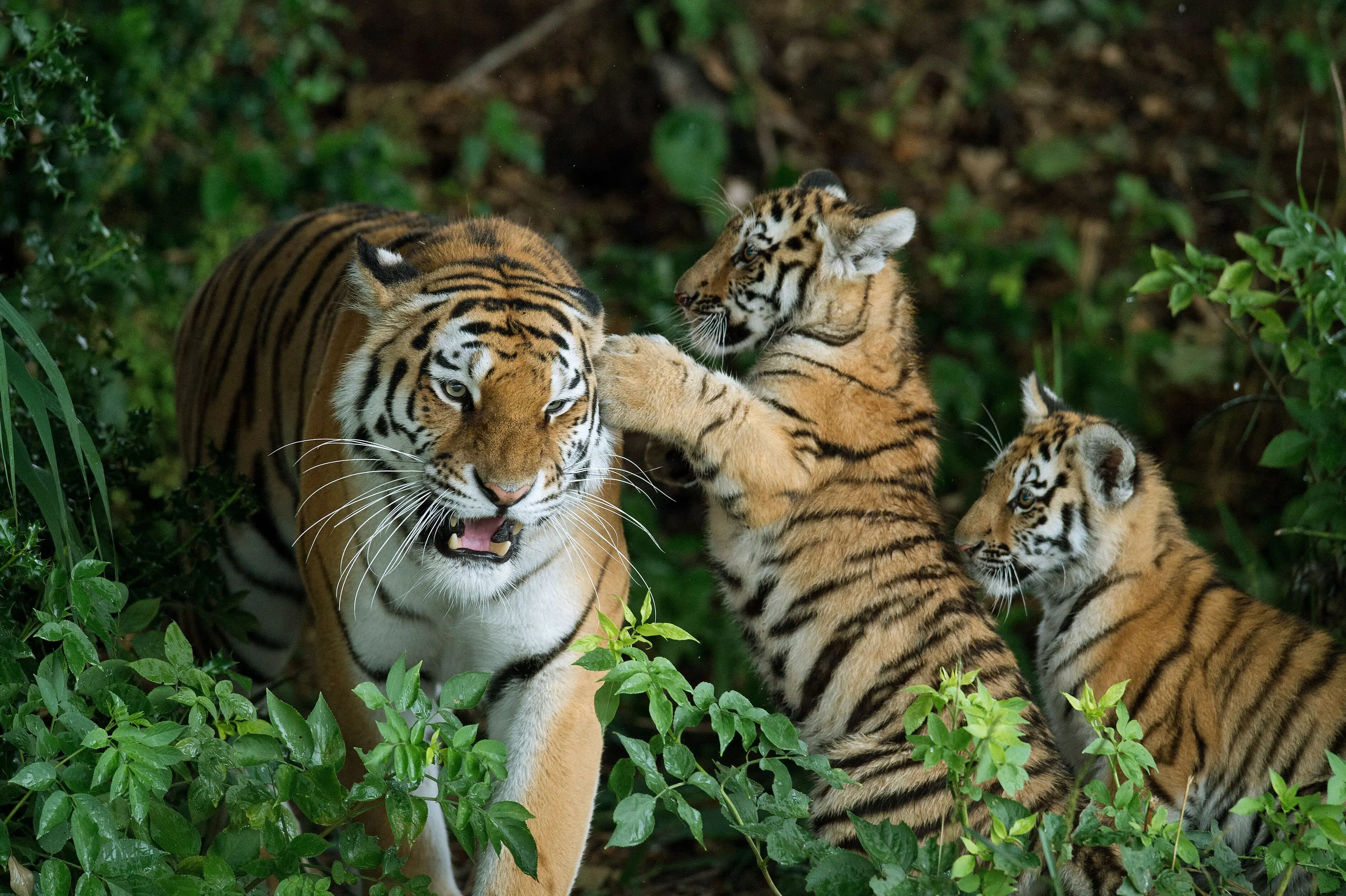 Mand dræbt af tiger i britisk zoo