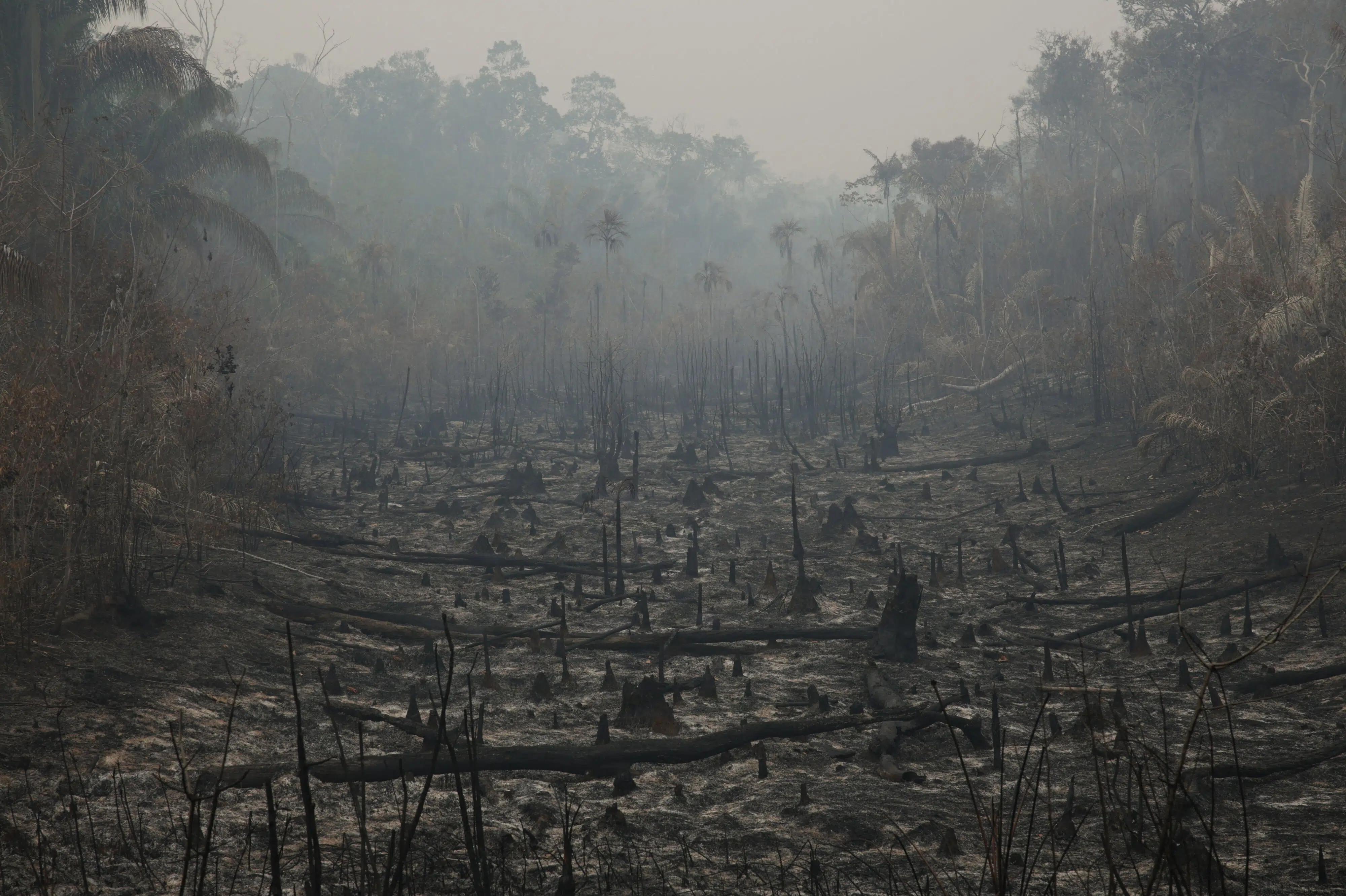 Rydning af regnskov i Amazonas er på laveste niveau i årtier