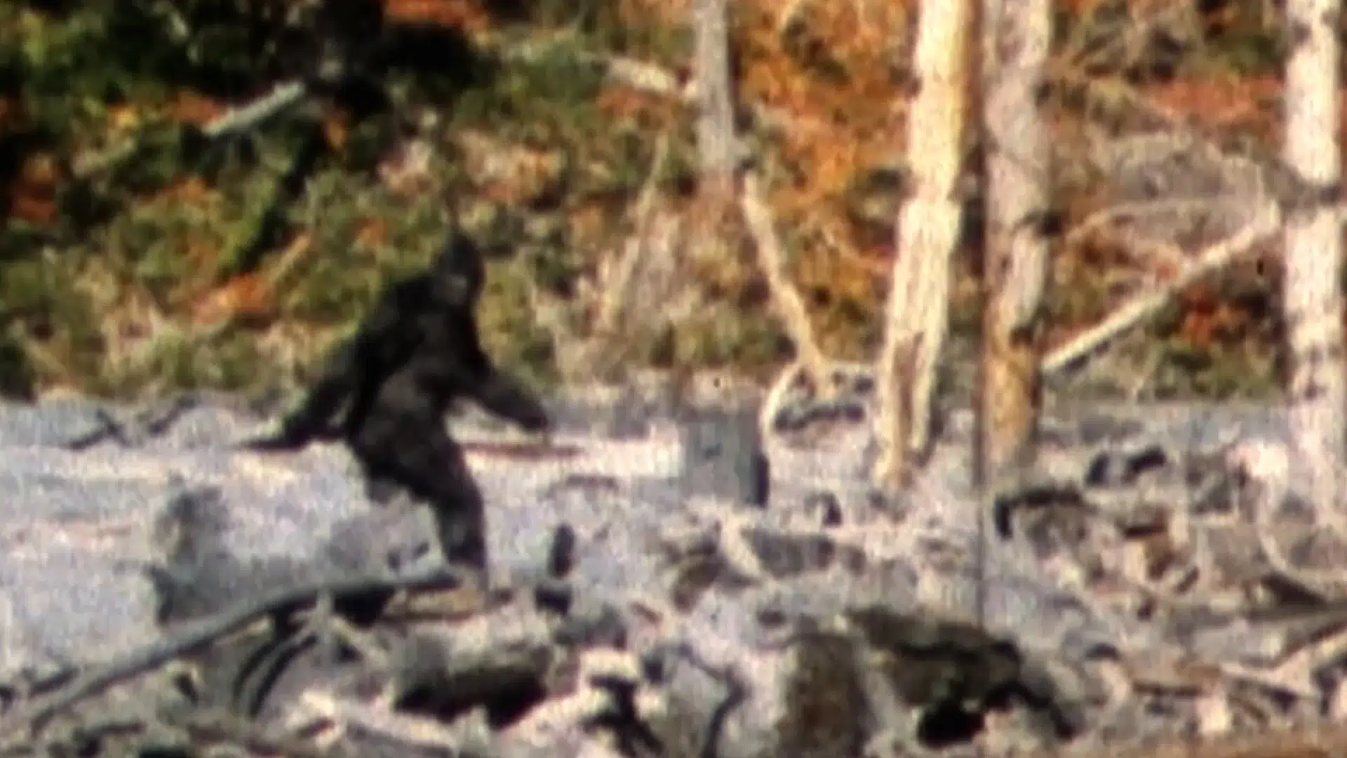 »Bigfoot«-historien vil ikke dø – efter 60 år er der nu nyt om den mystiske behårede mand