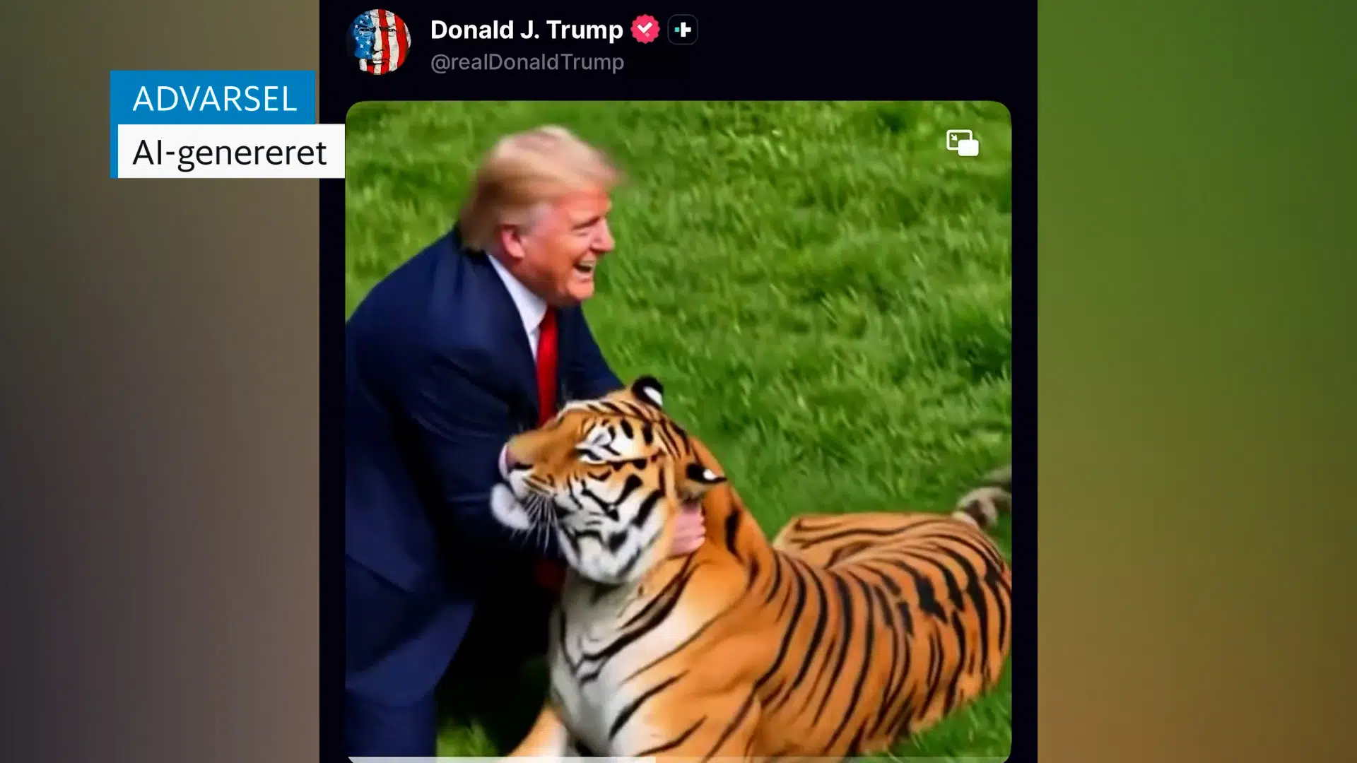Det var tigeren, der gjorde det. »Jeg skammer mig over, at jeg faldt for Trump«