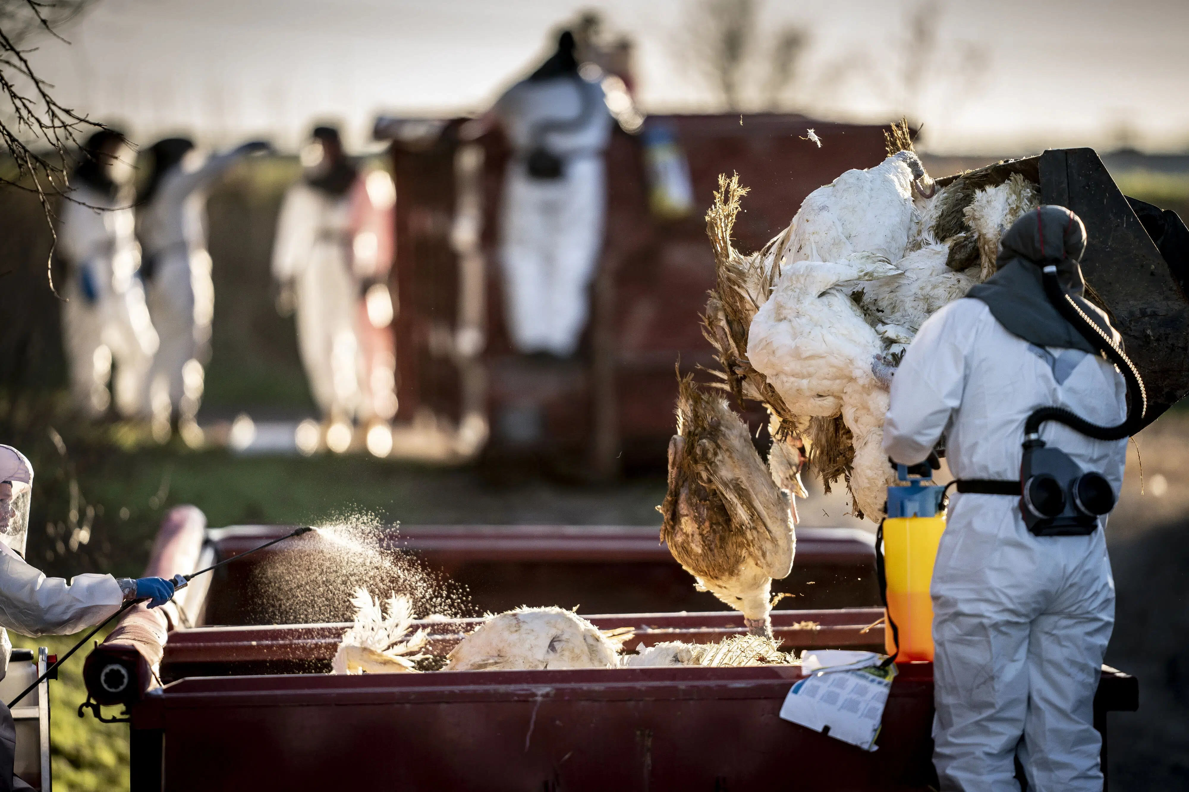 27.000 kalkuner skal aflives efter fund af fugleinfluenza