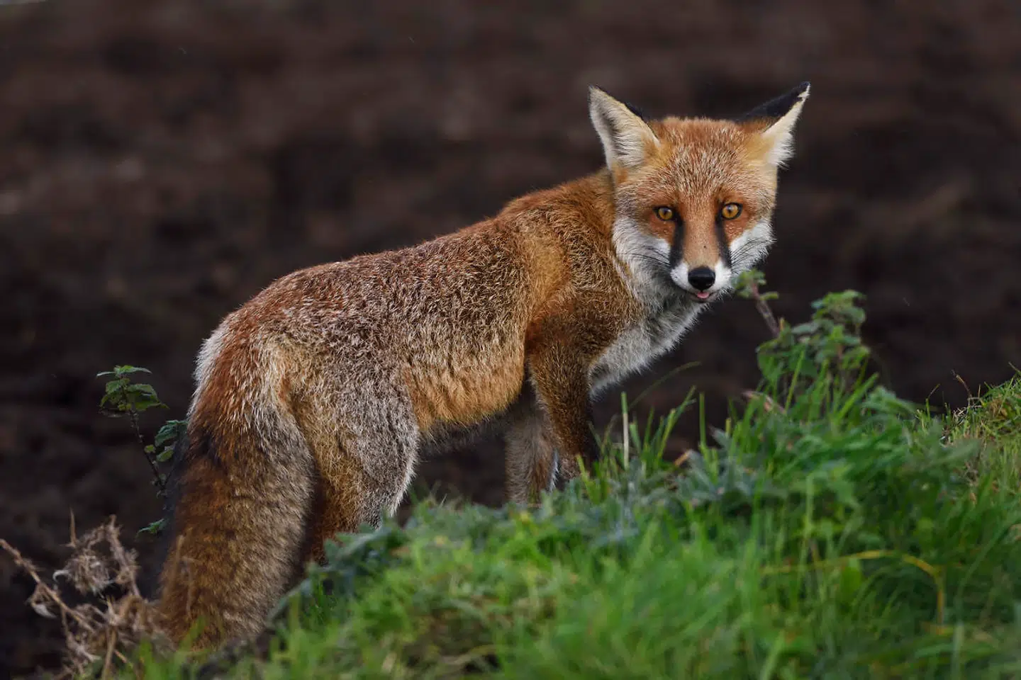 Ræven tog det hele. En ræv åd alle æggene på Klydesø sidste år.