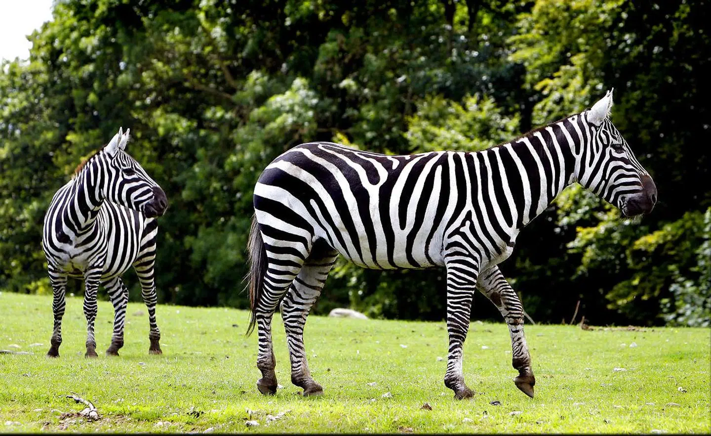Zebraer i Ree Park - Ebeltoft Safari.