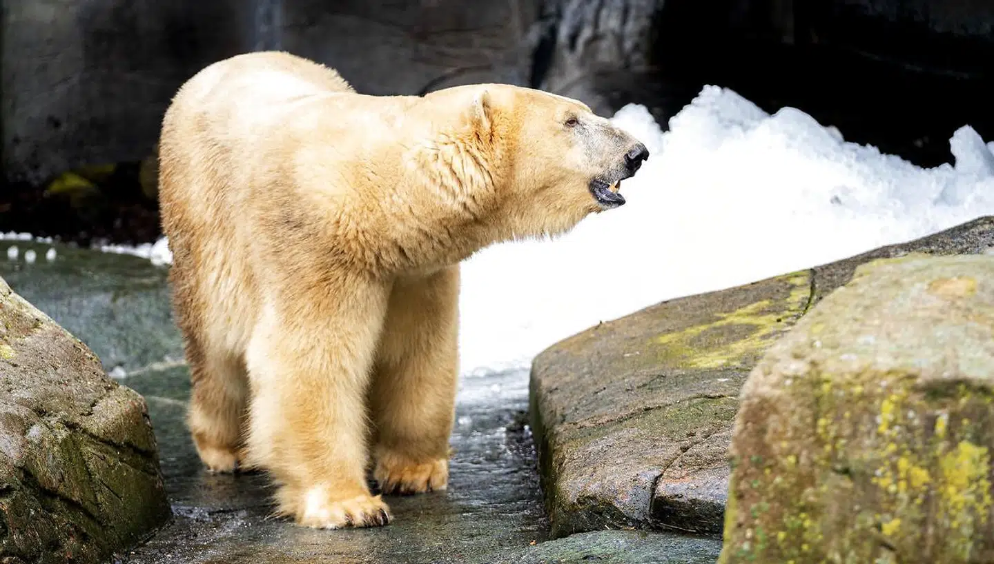 (arkiv) Den udsatte genåbning af zoologiske haver kan i sidste ende betyde, at de må aflive deres dyr.