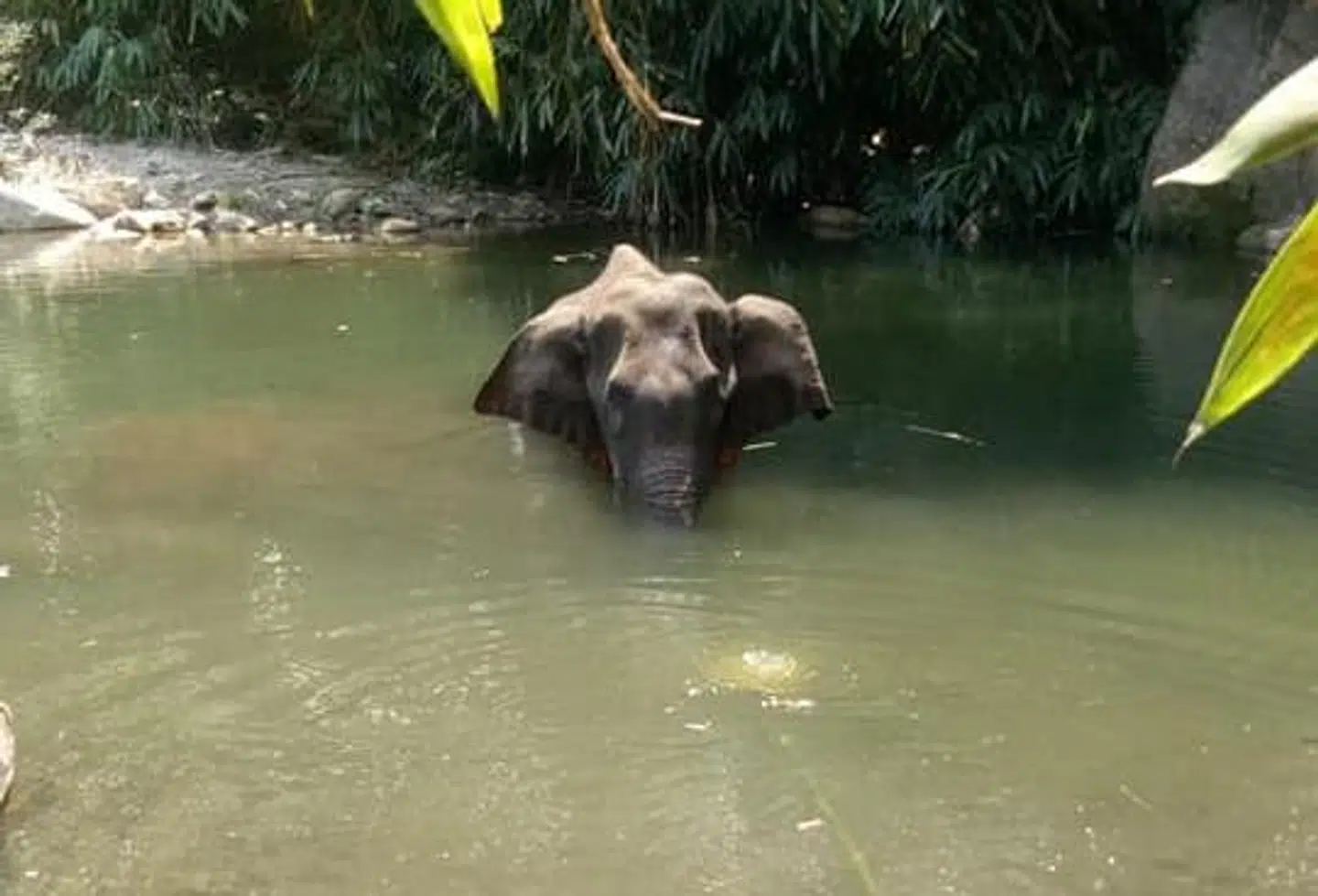 Den sårede elefant begav sig ud i floden Velliyar, hvor den til sidst døde.