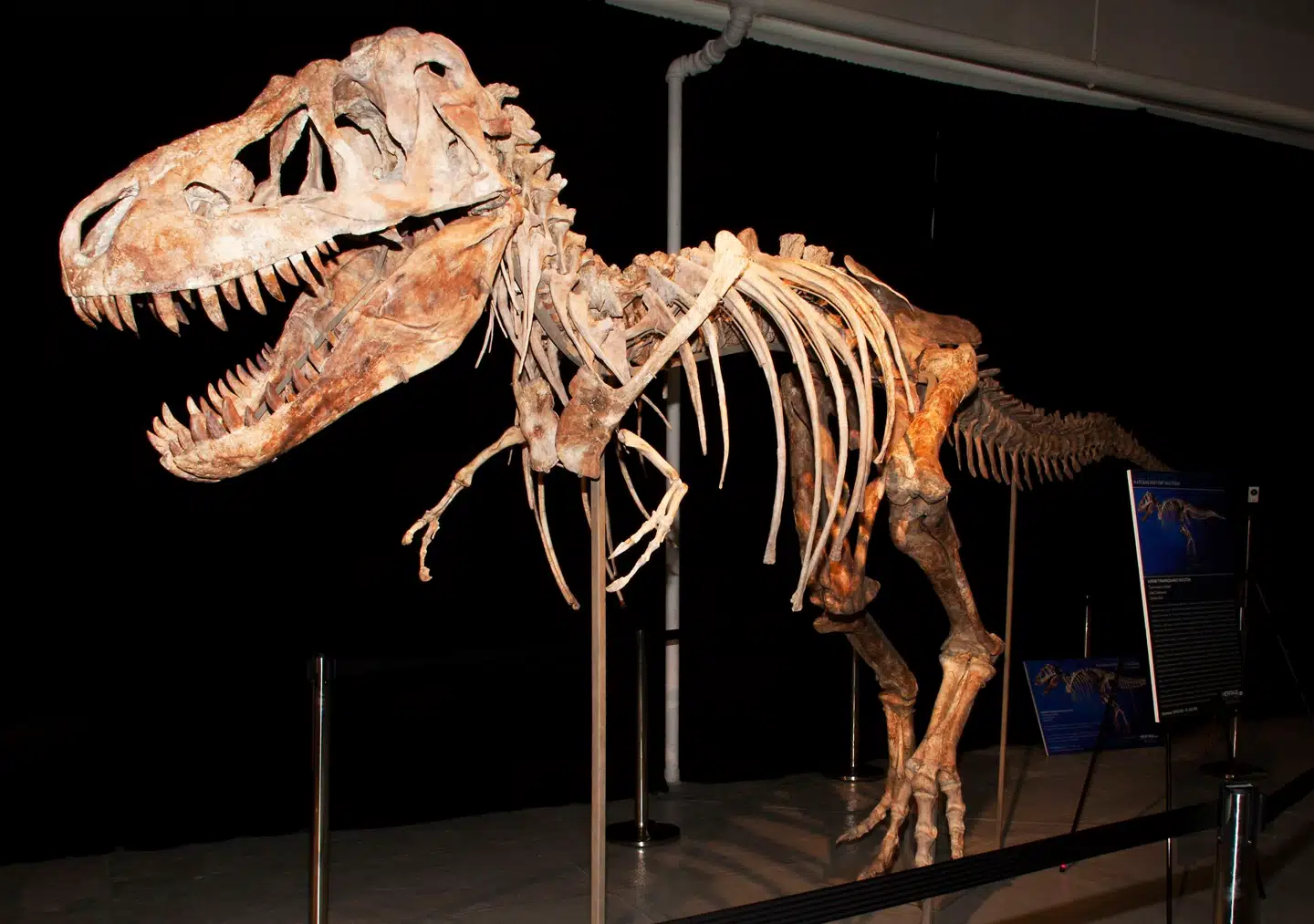 I 2007 endte Leonardo DiCaprio og Nicolas Cage i budkrig over et Tyrannosaurus bataar-hoved på en auktion på Manhattan. Foto: Ritzau Scanpix